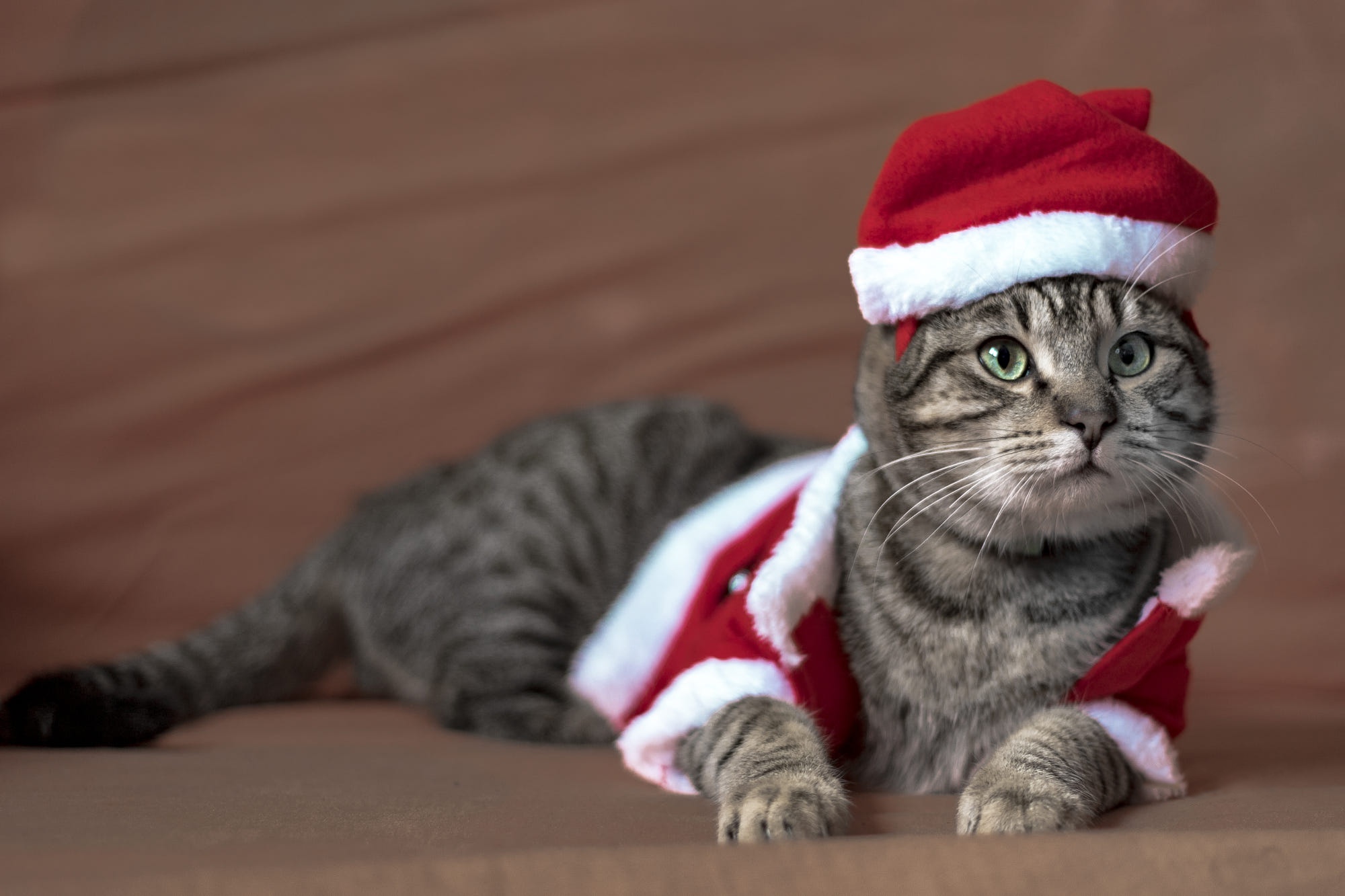animal, cat, christmas, costume, santa hat, cats QHD