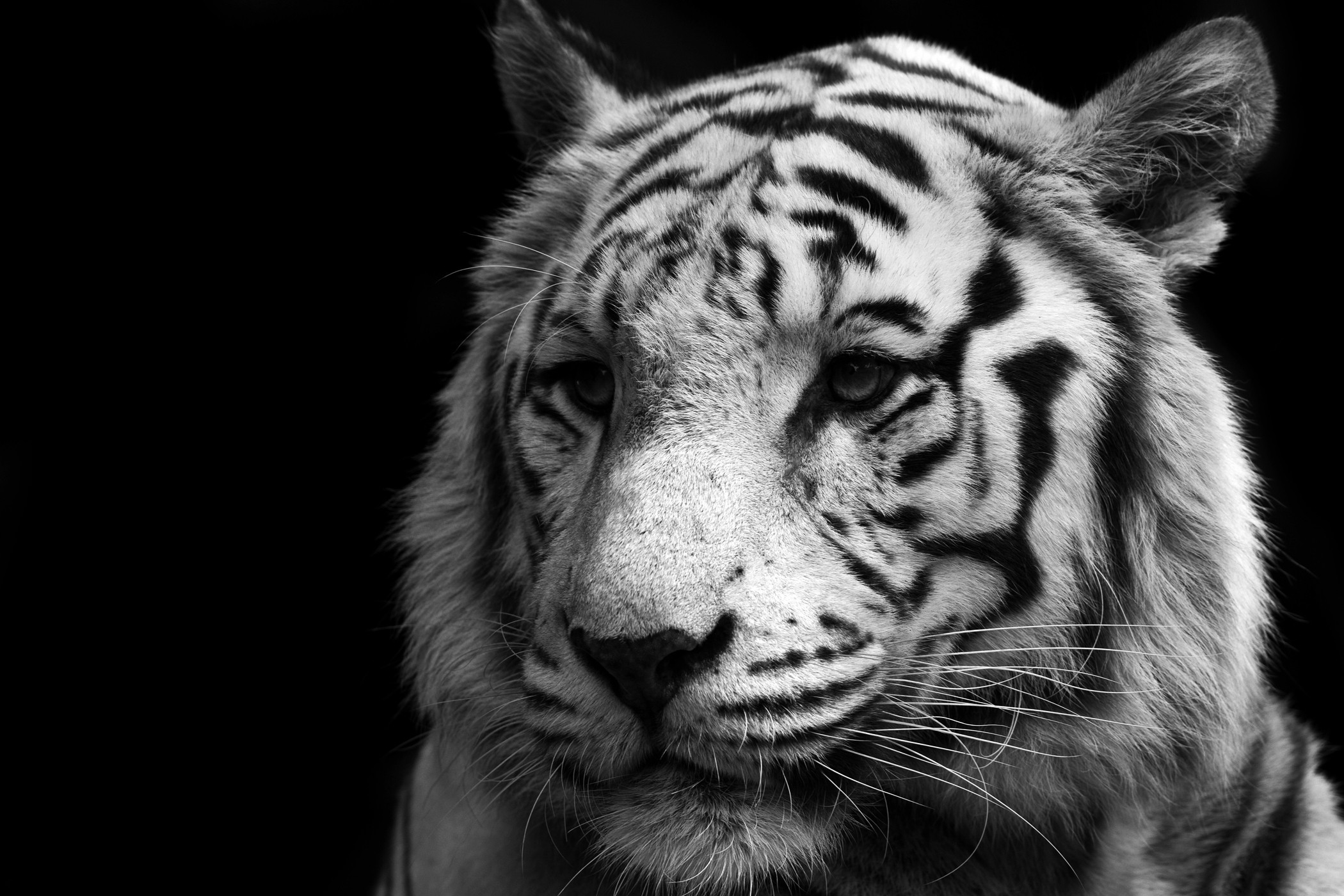 Бенгальский тигр 1959