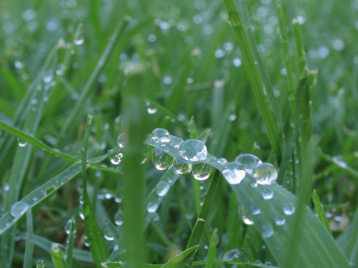 Download mobile wallpaper Grass, Drops, Background for free.