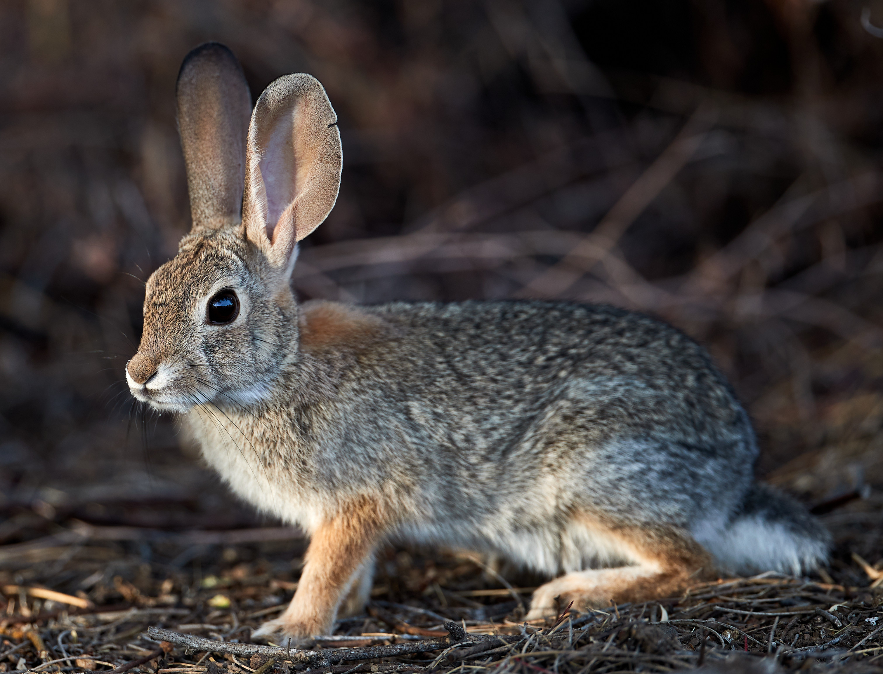 Laden Sie das Tiere, Flauschige, Tier, Hase, Kaninchen-Bild kostenlos auf Ihren PC-Desktop herunter