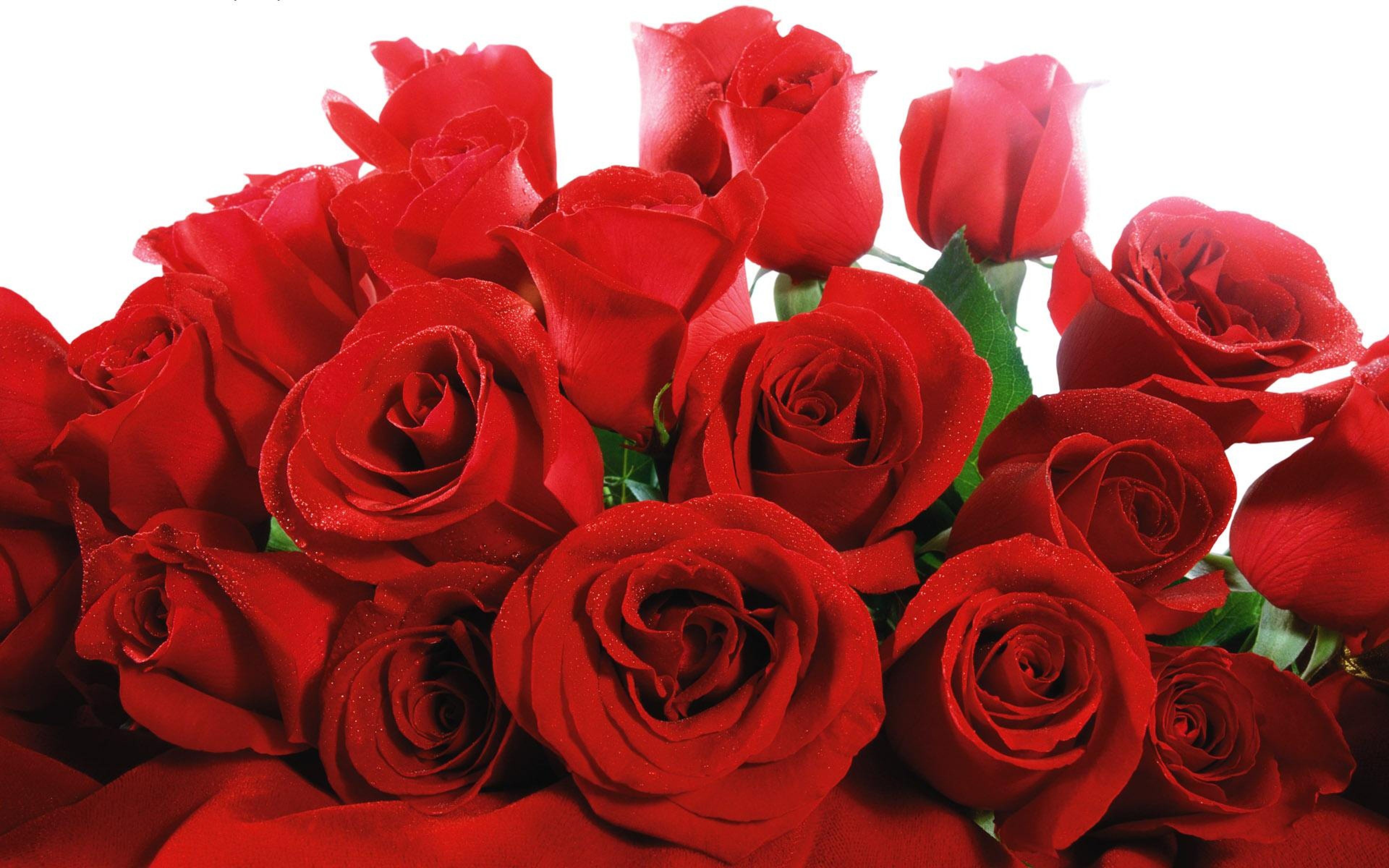 Бесплатные открытки с днем рождения розы. Rose Red Bouquet красные розы. Синие розы фото.