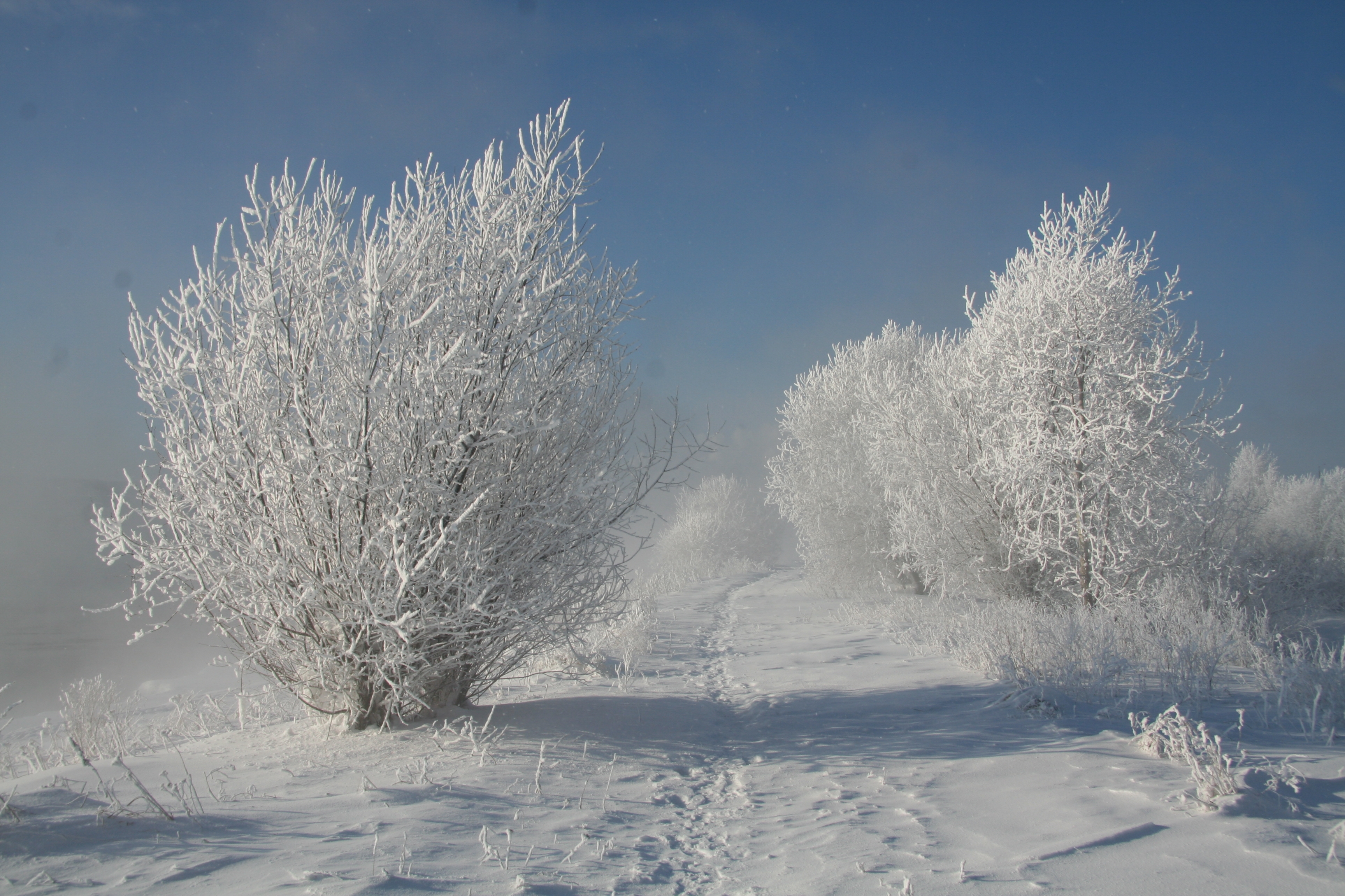 nature, landscape, snow, bush, white, frost, hoarfrost, shadows, traces, track, snow white HD wallpaper