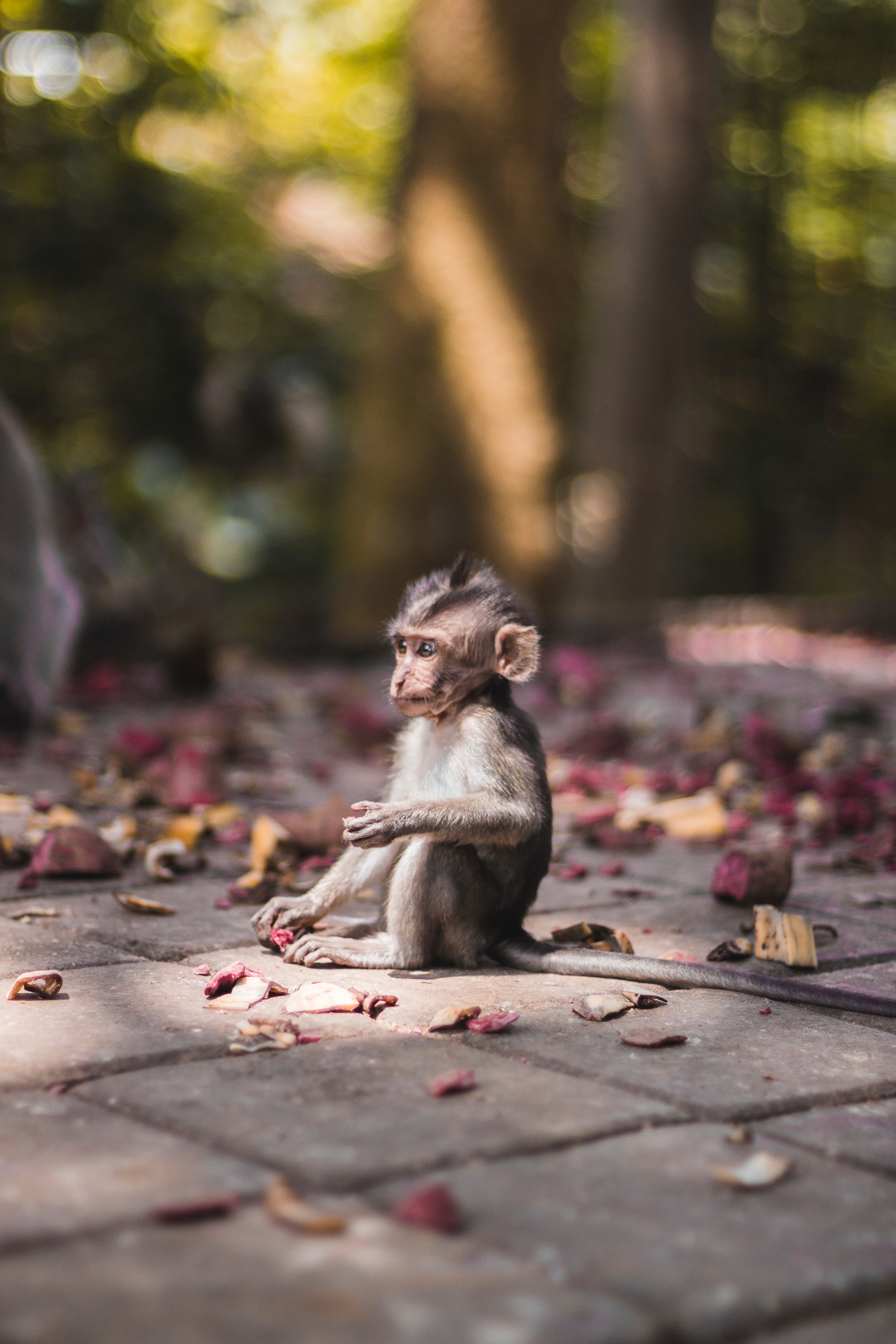 monkey, animals, young, is sitting, sits, joey, marmoset Phone Background