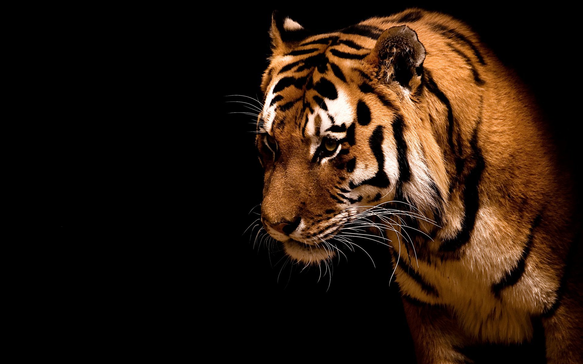 tigers, black, animals Full HD