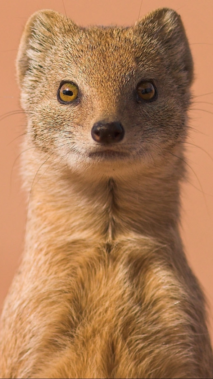 4,520 Mongoose Stock Photos, High-Res Pictures, and Images - Getty Images