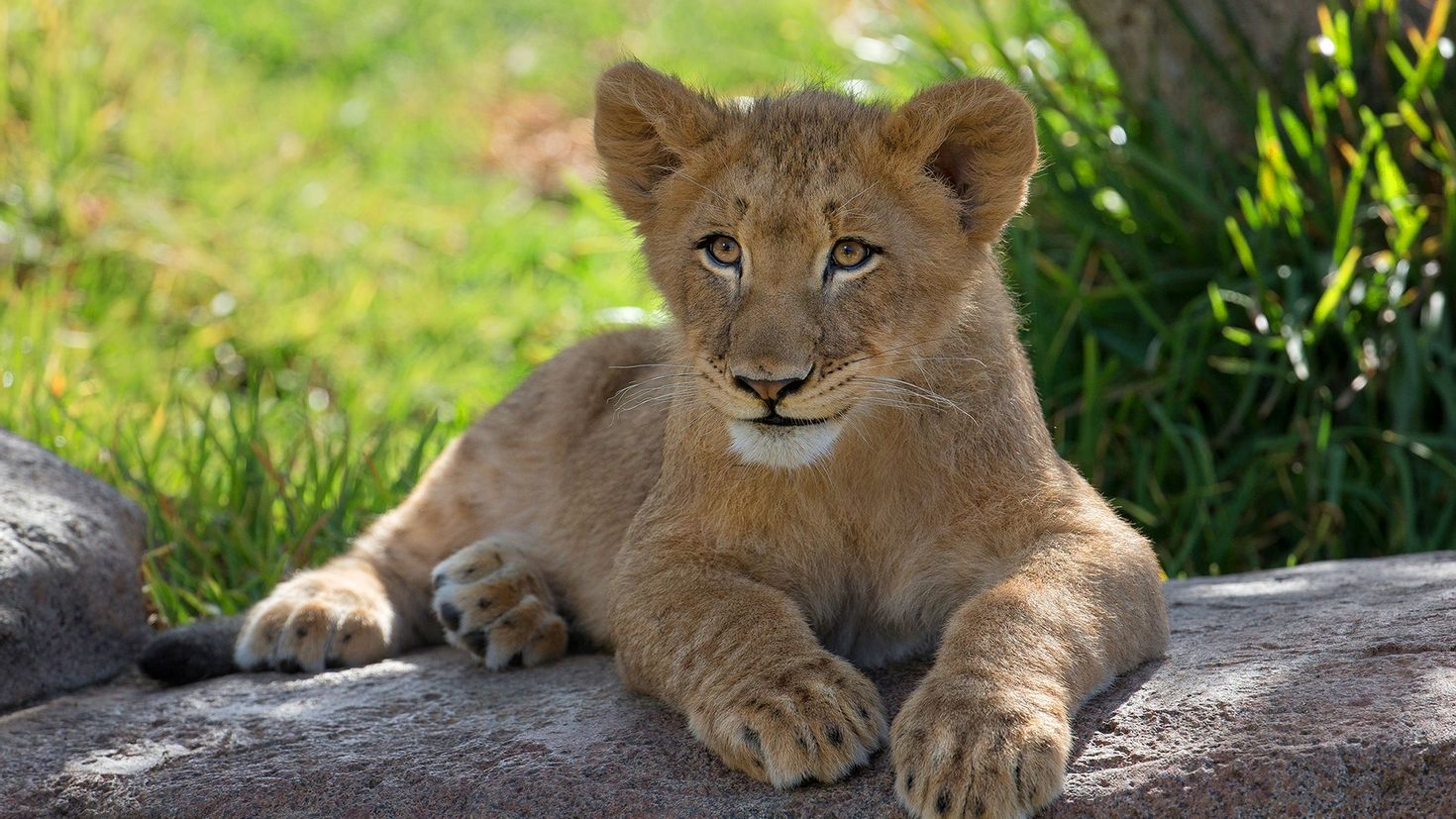 Lion cub. Львенок. Львенок лежит. 4 Львенка. Заставка на рабочий стол львята.