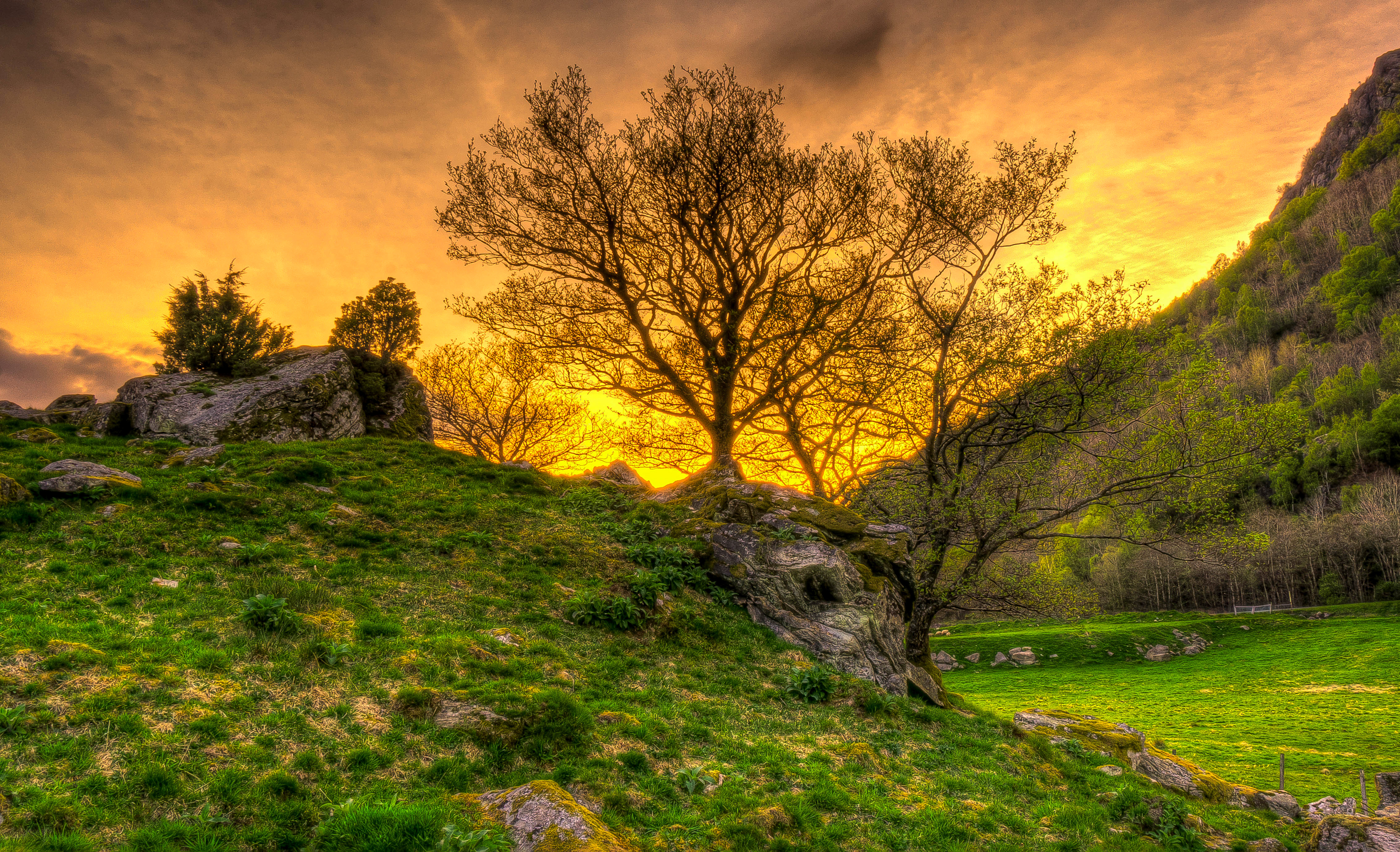 landscape, nature, trees, grass, hdr Free Background