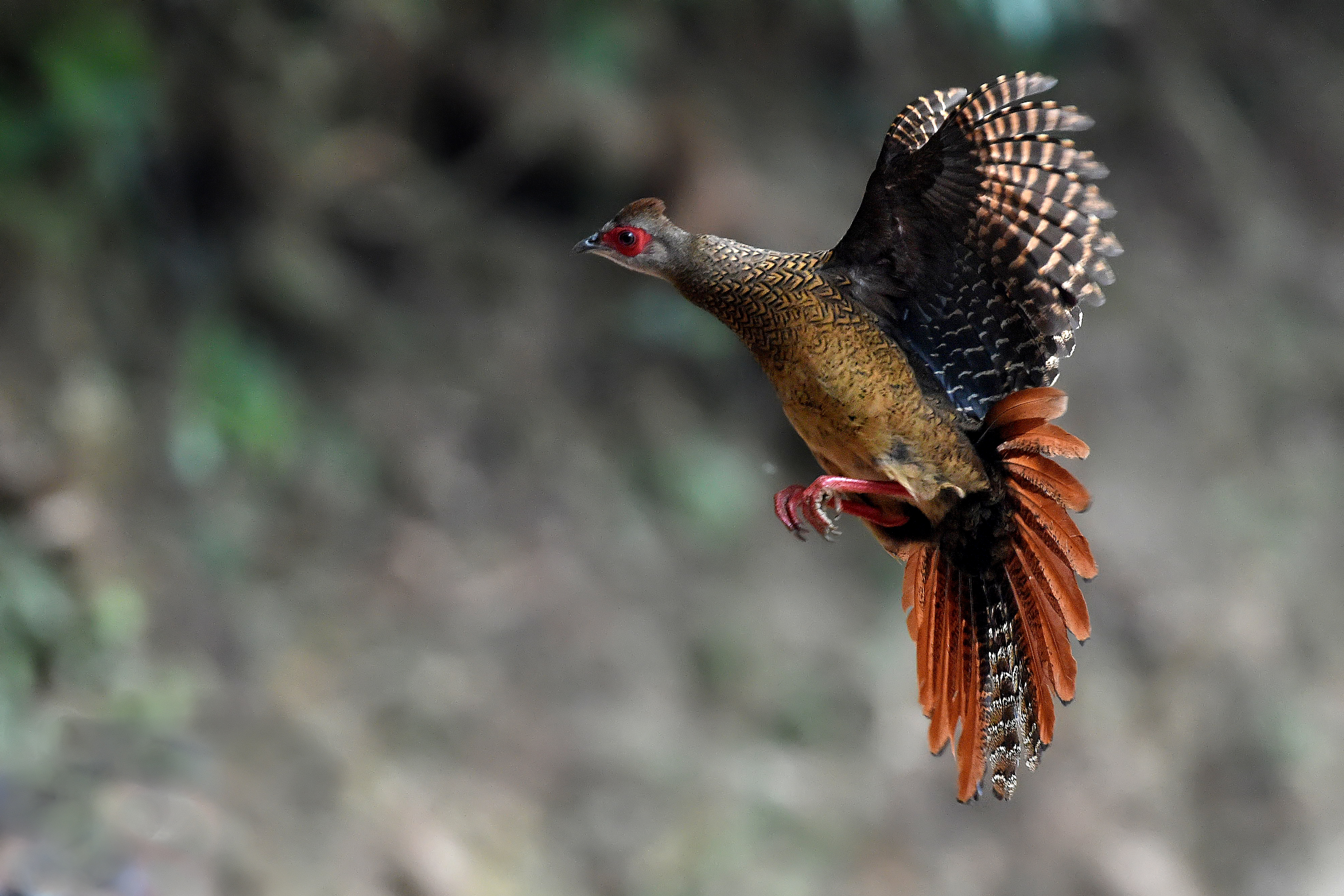 animal, swinhoe's pheasant, bird, flight, pheasant, birds download HD wallpaper