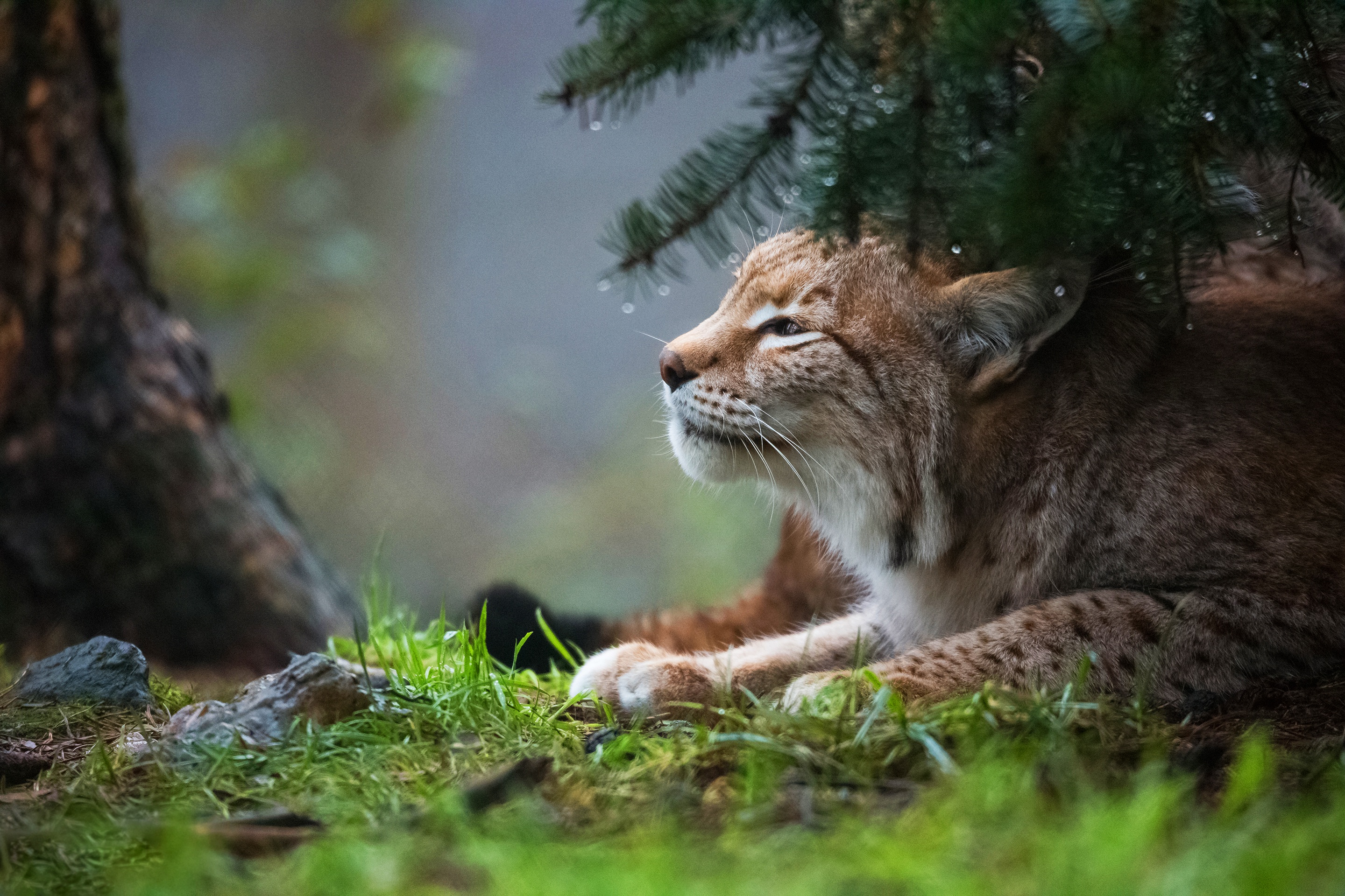 Рабочая рысь. Рысь Рысиха рысенок. Рысь (Lynx Lynx) в дикой природе. Беловежская пуща Рысь. Рысь с рысятами.