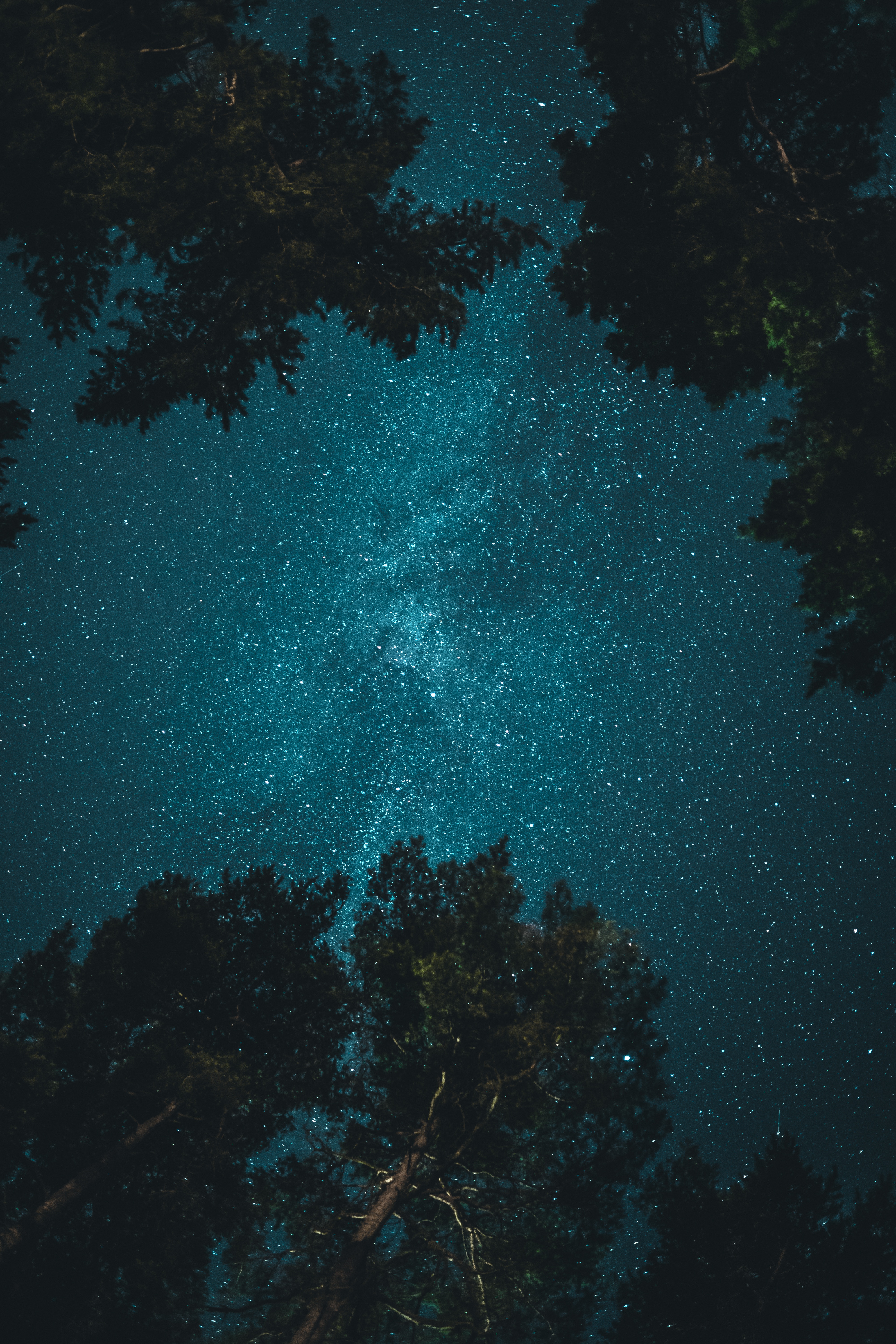 trees, bottom view, nature, night, starry sky, branches HD wallpaper