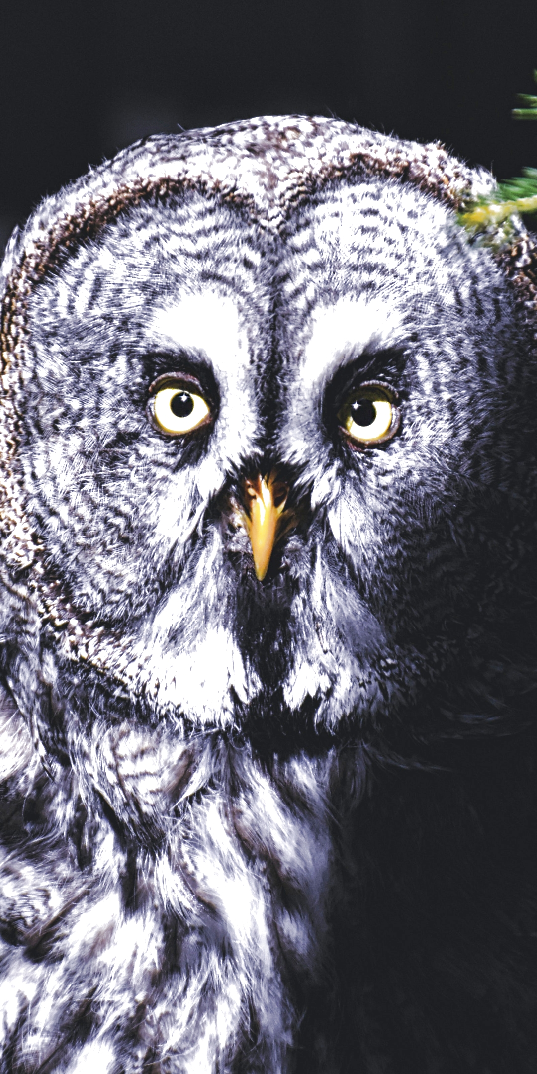 animal, owl, bird, tawny owl, birds iphone wallpaper