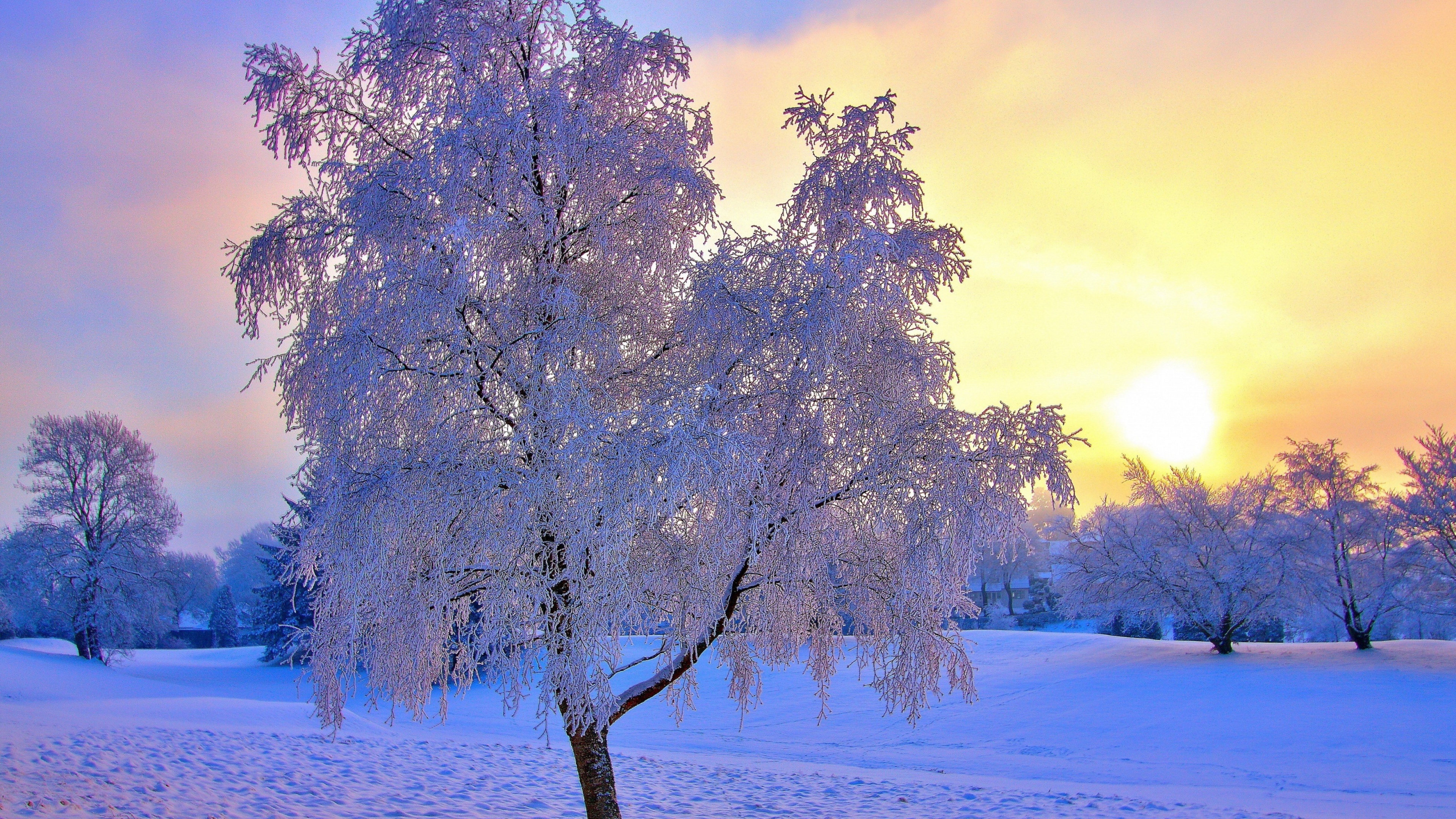 Зимние картинки. Зимний пейзаж. Зимняя природа. Зимние деревья. Деревья в снегу.