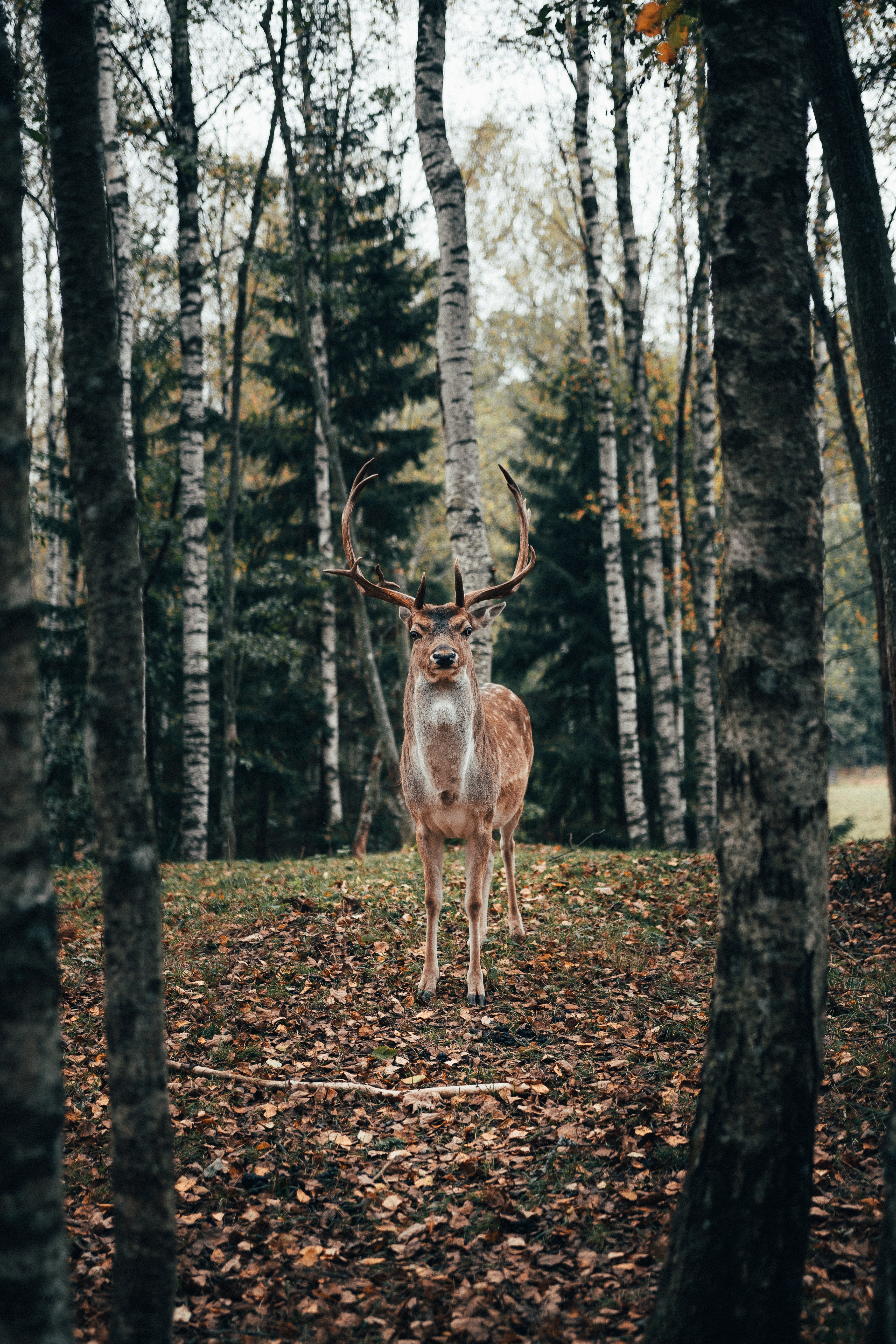 Free HD deer, animals, trees, forest, animal, horns