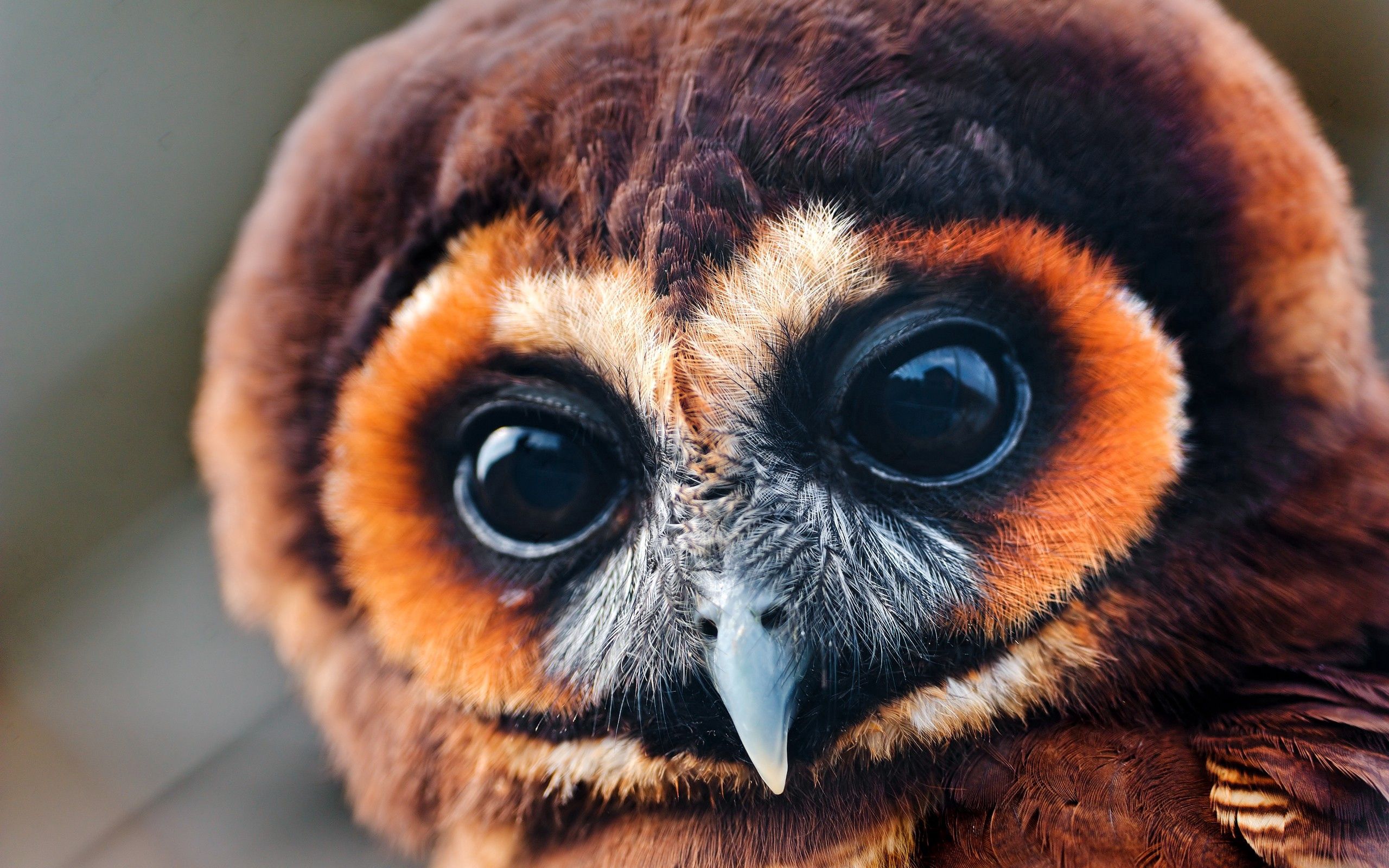owl, animals, bird, muzzle, eyes