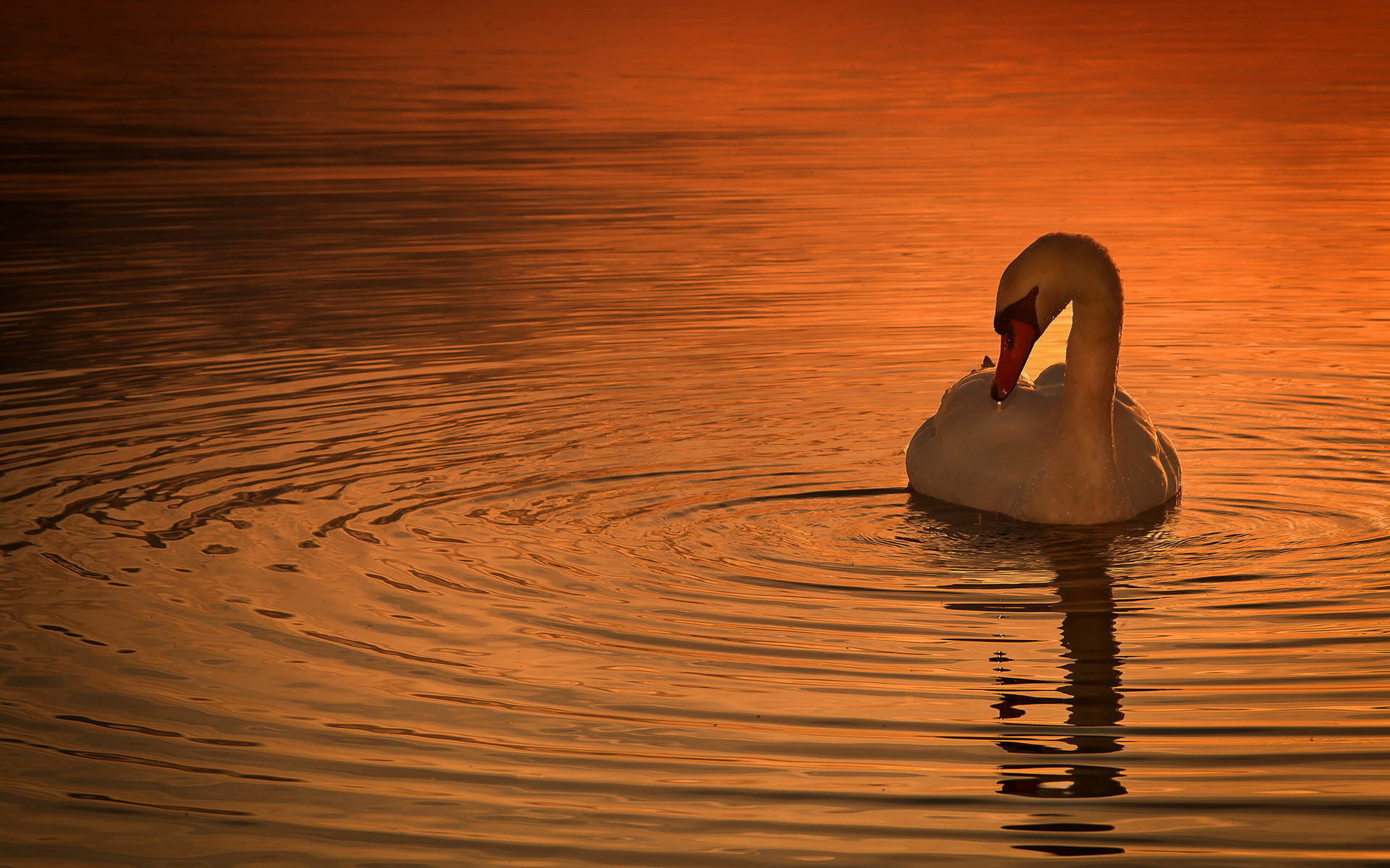 animal, mute swan, birds cell phone wallpapers