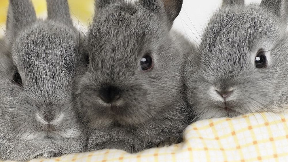 К чему снится кролик серый. Заставка на рабочий стол кролик. Три зайца. Три зайчика фото. Зайцы 3 + 2.