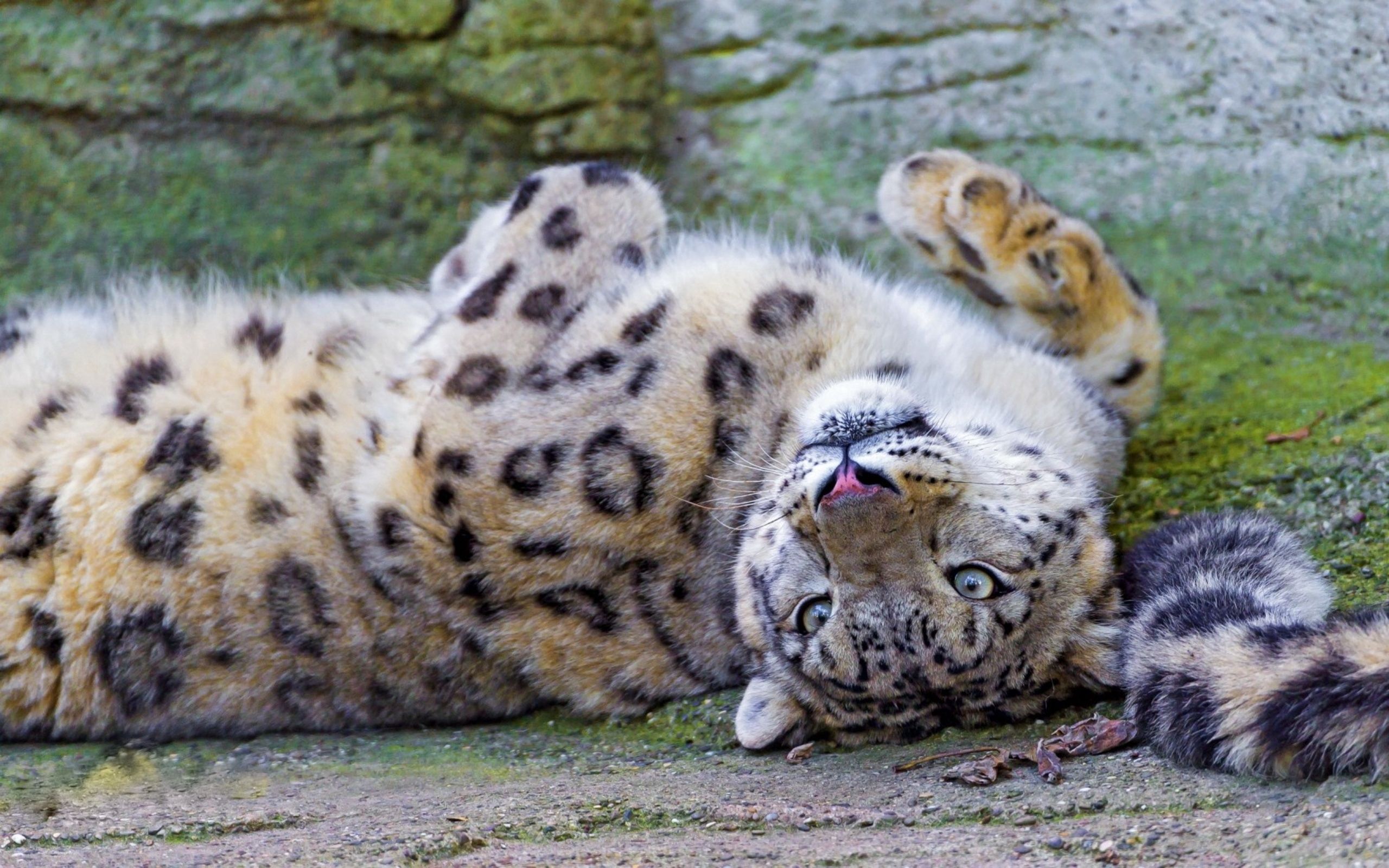 Download mobile wallpaper Animals, Lie, To Lie Down, Muzzle, Predator, Cheetah for free.
