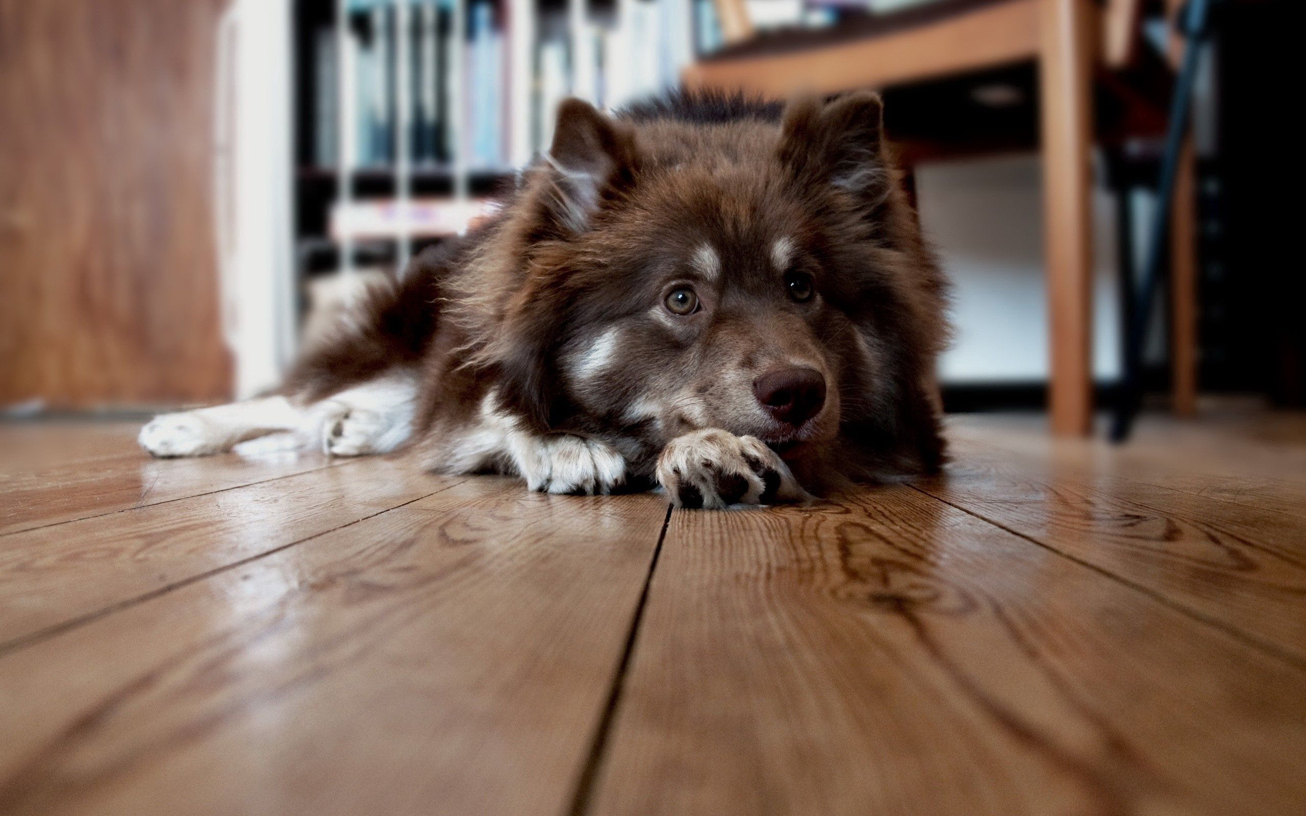 fluffy, animals, to lie down, lie, dog, muzzle, expectation, waiting, floors HD wallpaper