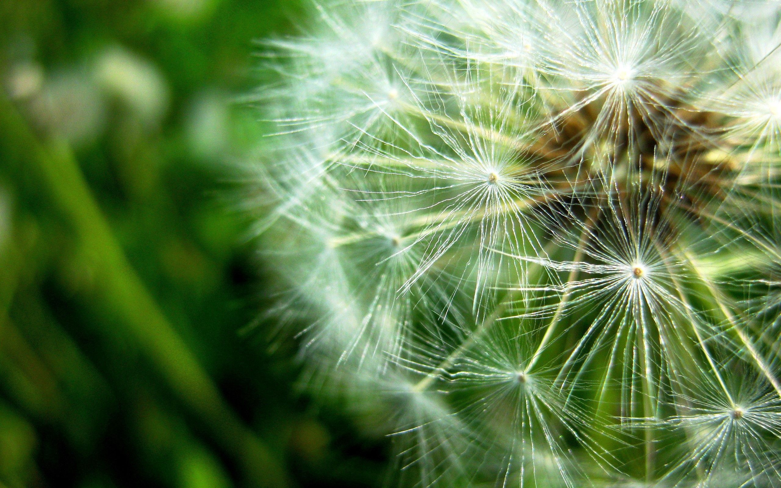 plant, macro, dandelion, fluff, fuzz, seeds, seed cell phone wallpapers