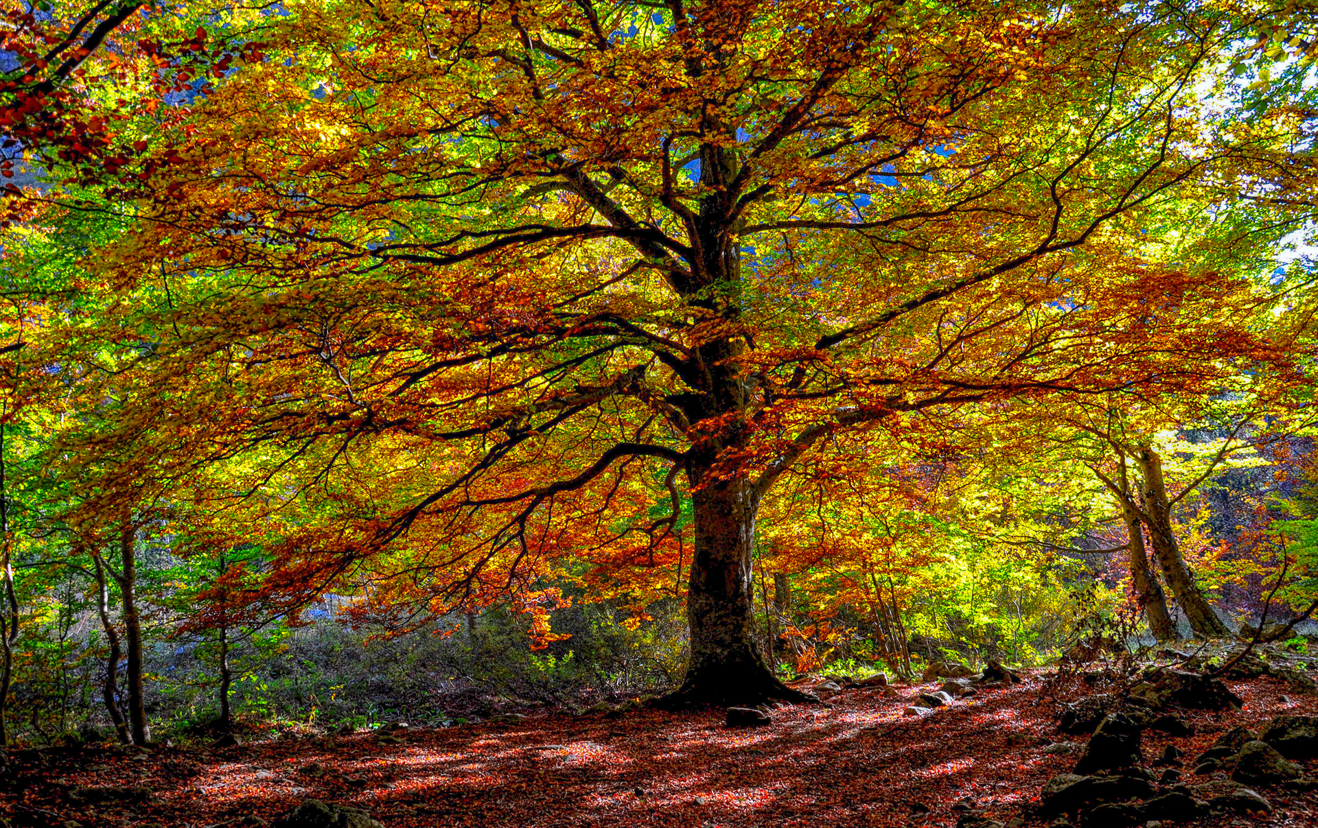Красивое дерево в осеннем лесу