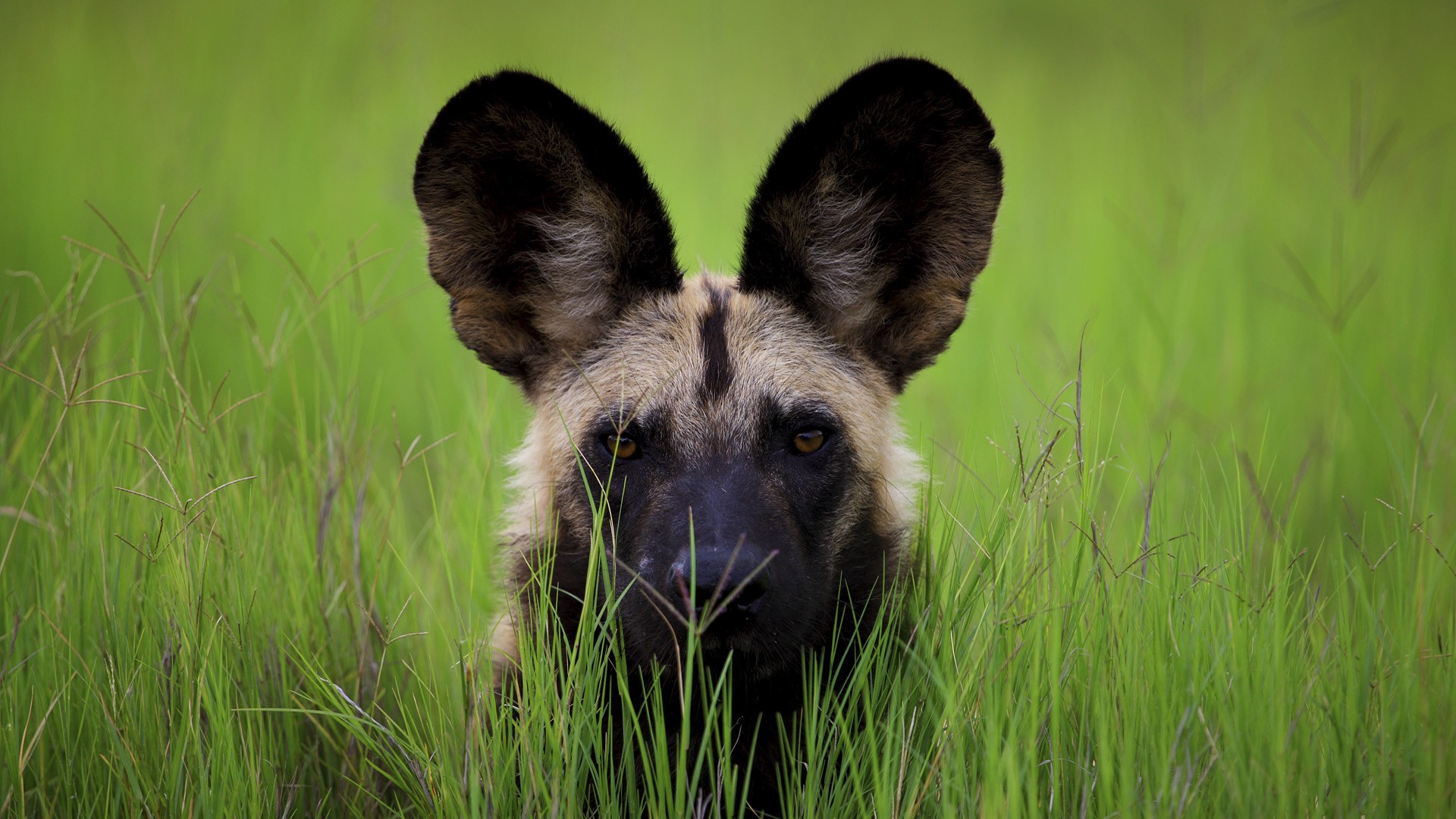 530725 Bild herunterladen tiere, afrikanischer wildhund, afrika, wilder hund - Hintergrundbilder und Bildschirmschoner kostenlos