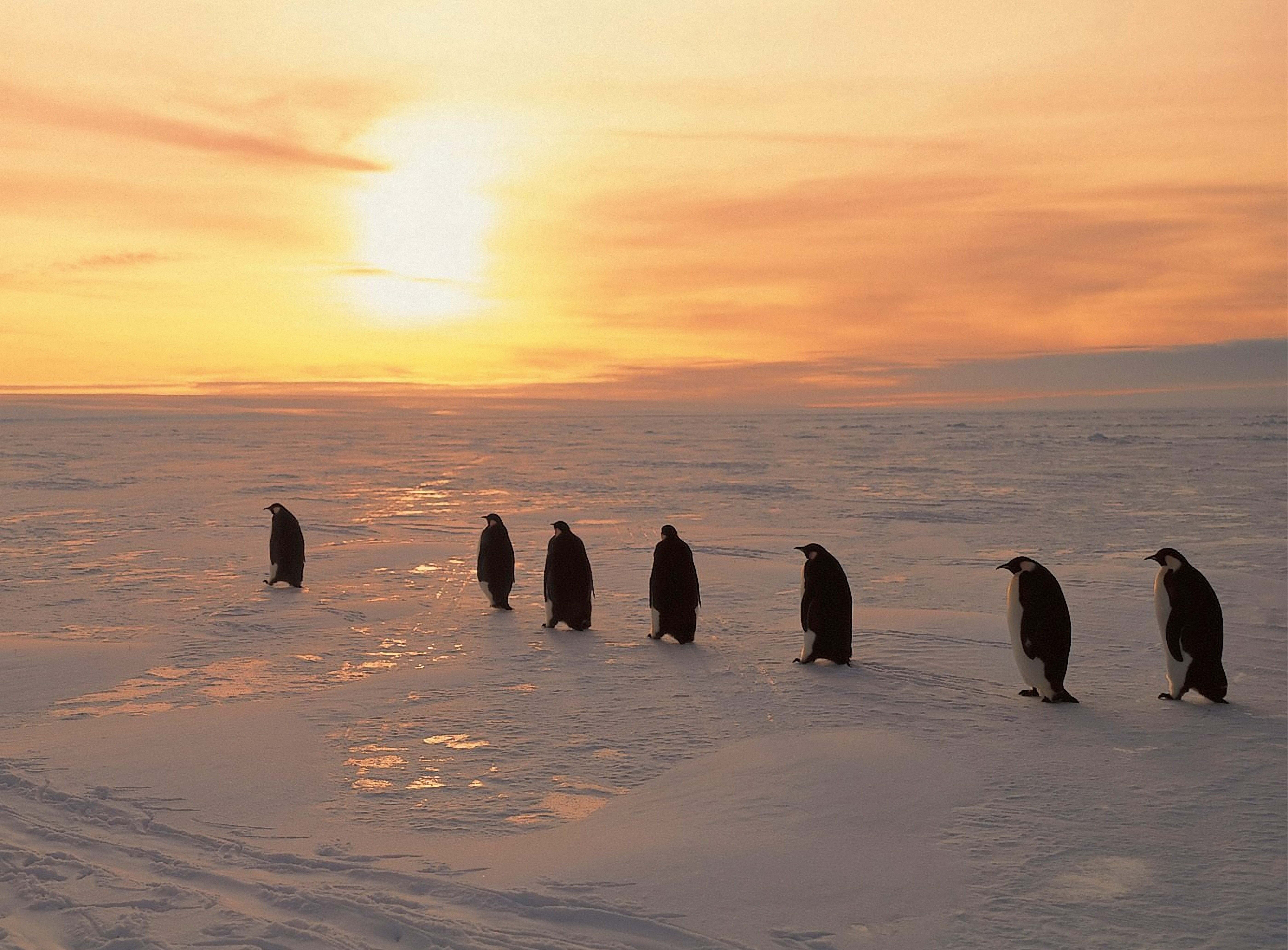 Скачати мобільні шпалери Пінгвіни, Сніг, Північ, Лід, Зима, Світанок, Тварини безкоштовно.