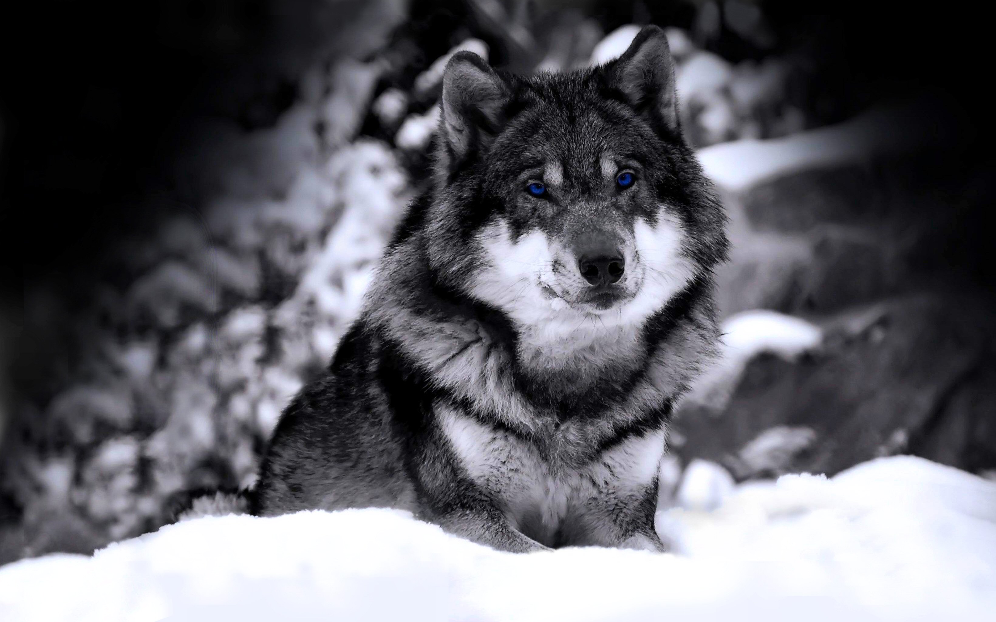 wolf, wolves, snow, animal 4K