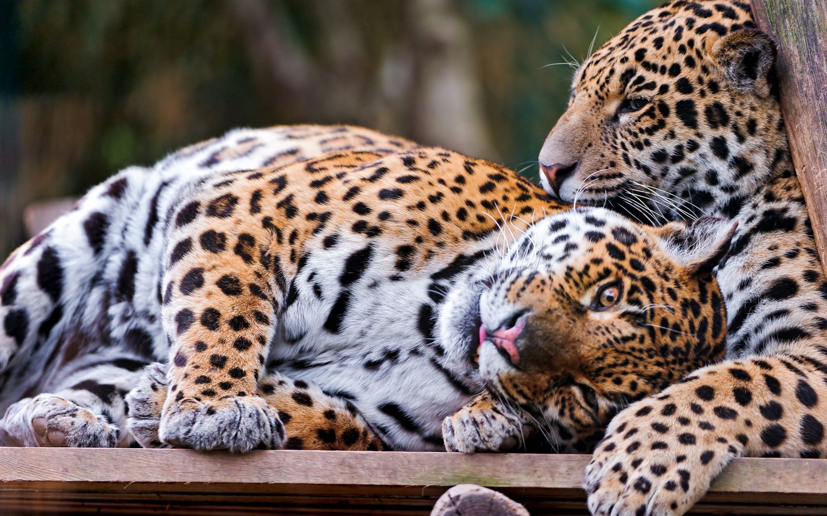 155288 Bild herunterladen tiere, jaguar, paar, raubtier, predator, große katze, big cat, spielerisch, spielerische - Hintergrundbilder und Bildschirmschoner kostenlos