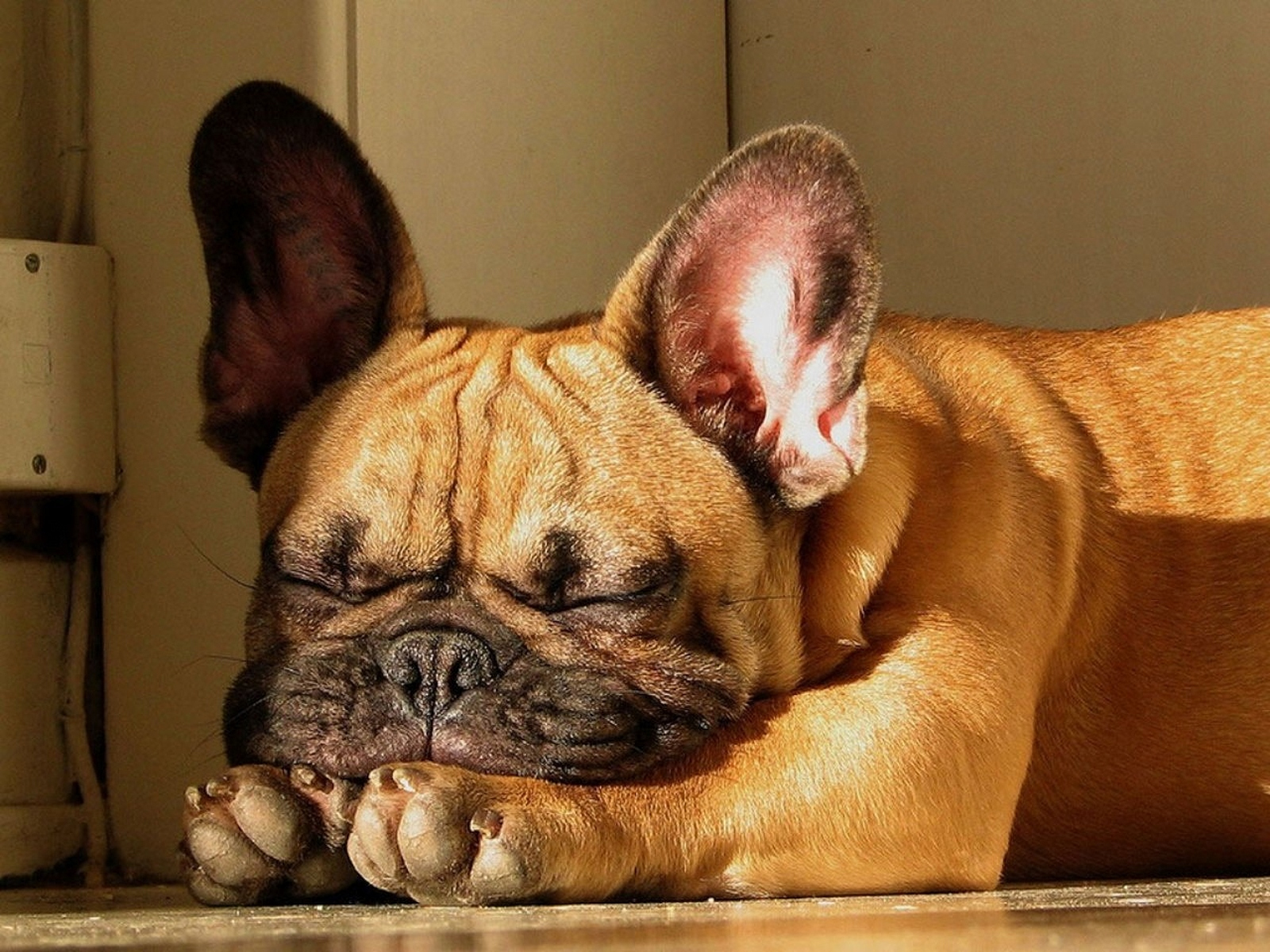 french bulldog, animal, dogs wallpapers for tablet