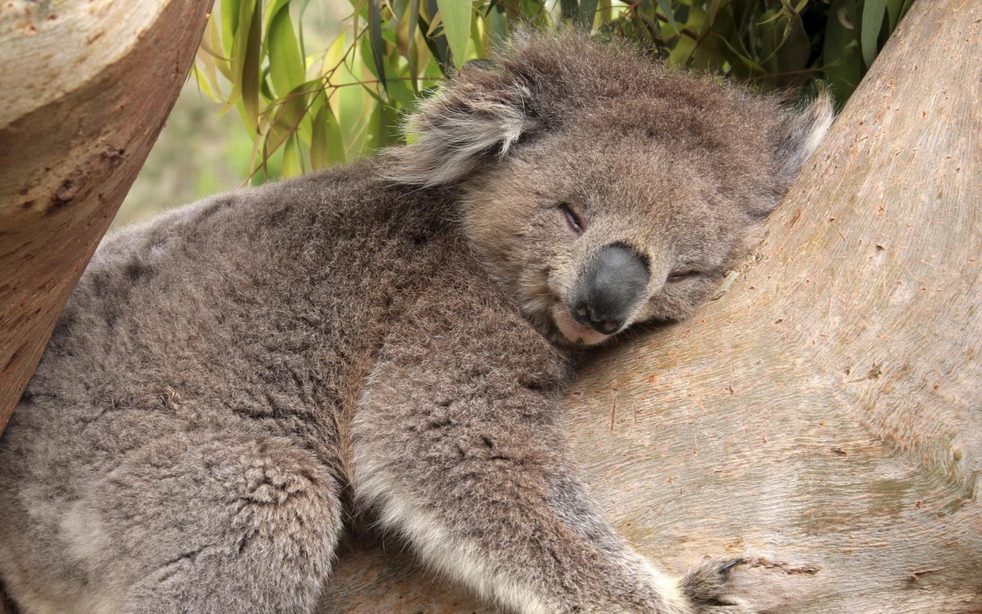 20963 Bild herunterladen koalas, tiere, orange - Hintergrundbilder und Bildschirmschoner kostenlos