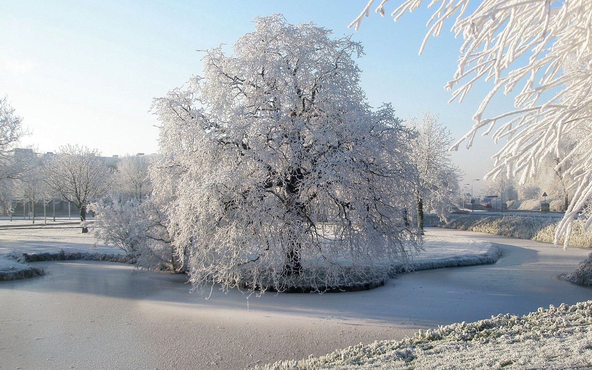 frozen, winter, nature, ice, wood, tree, surface, frost, hoarfrost, pond, willow cellphone