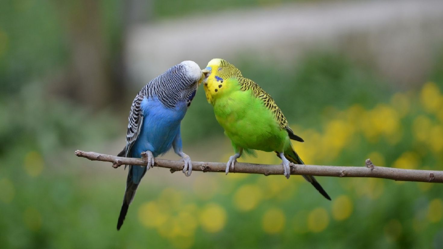 Волнистые попугайчики обои