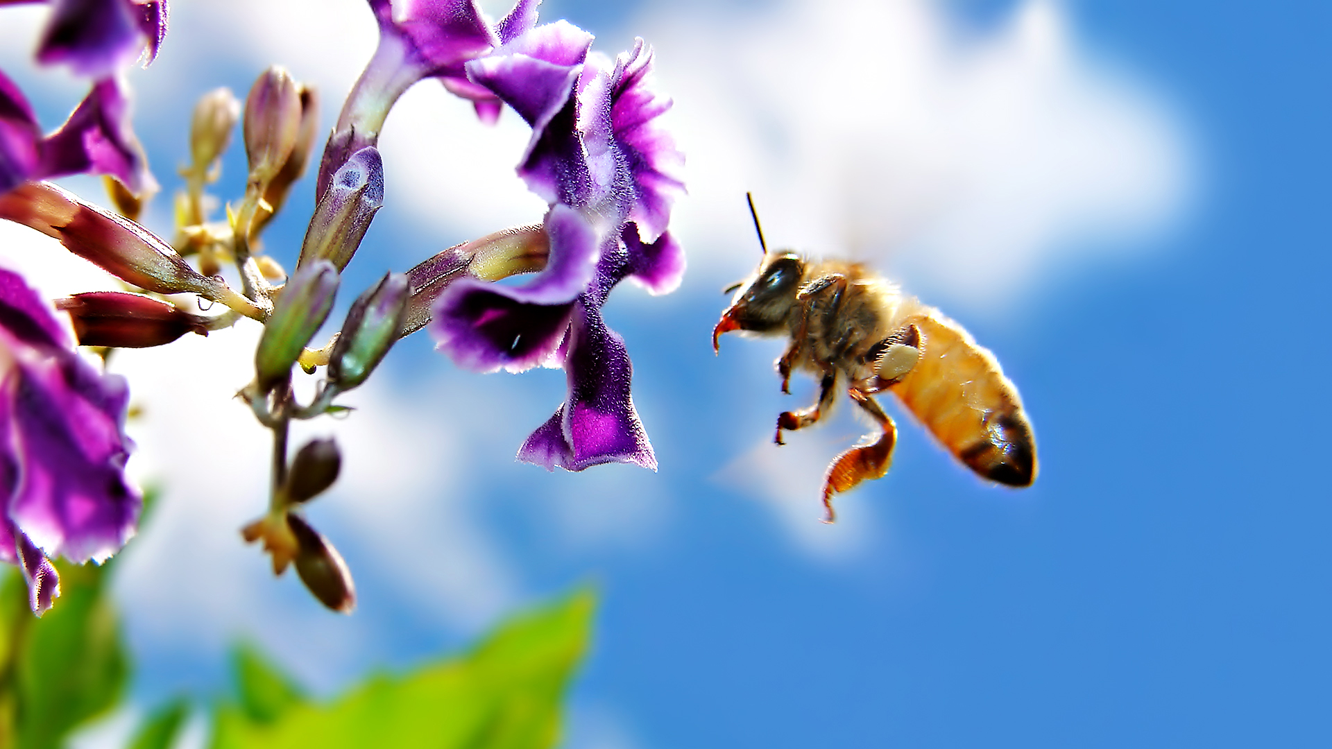 1468175 descargar fondo de pantalla animales, abeja: protectores de pantalla e imágenes gratis