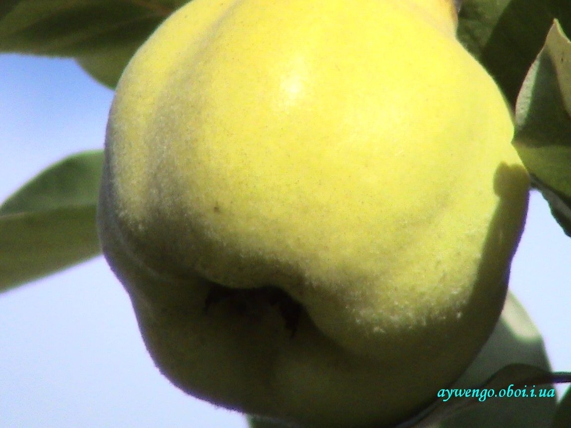 plants, fruits, food, quince, yellow
