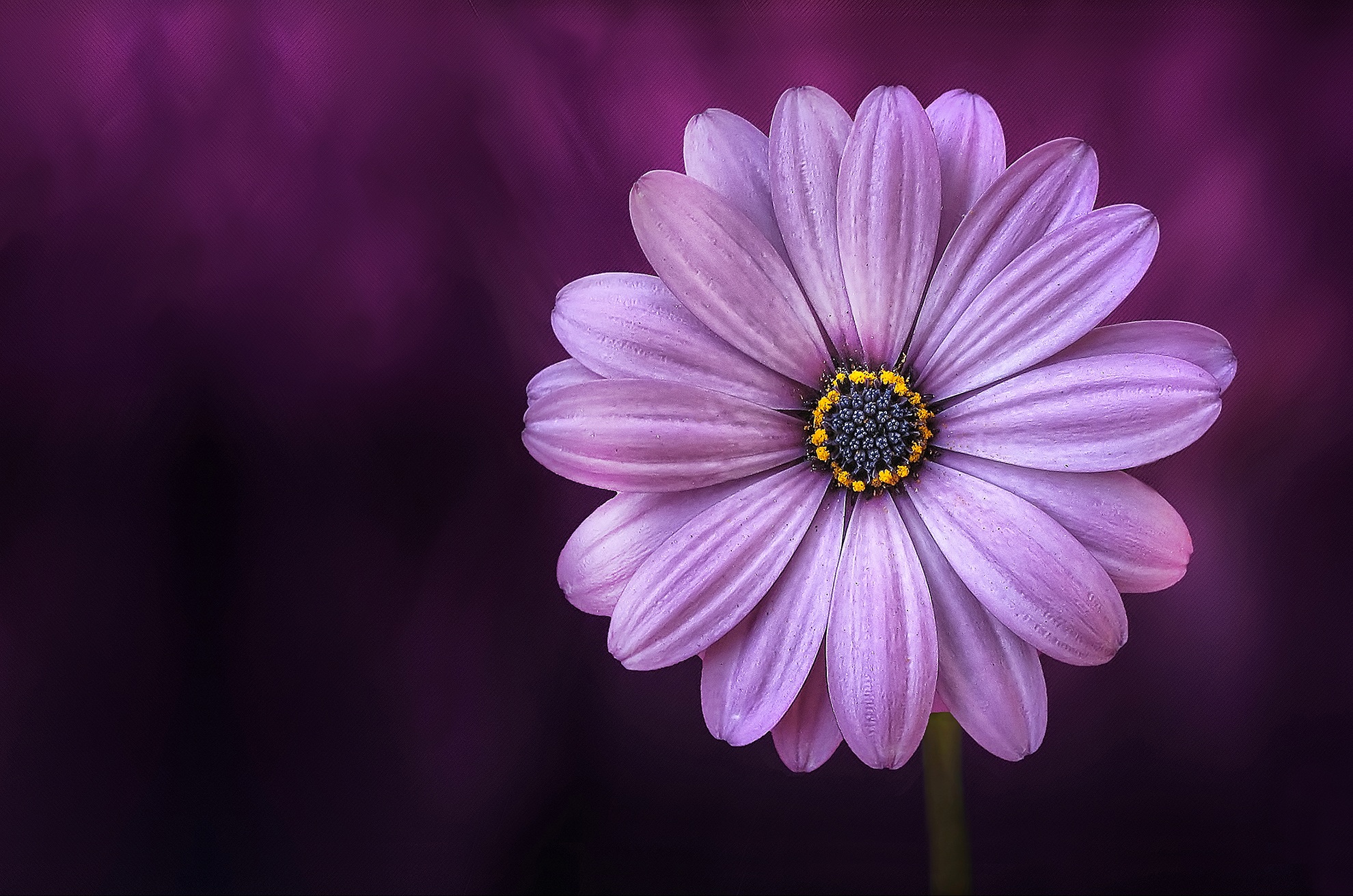 purple flower, earth, african daisy, close up, daisy, flower, nature download HD wallpaper