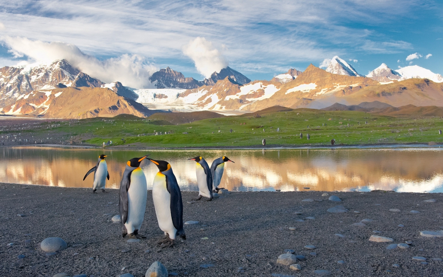 Laden Sie das Pinguins, Tiere, Vögel-Bild kostenlos auf Ihren PC-Desktop herunter