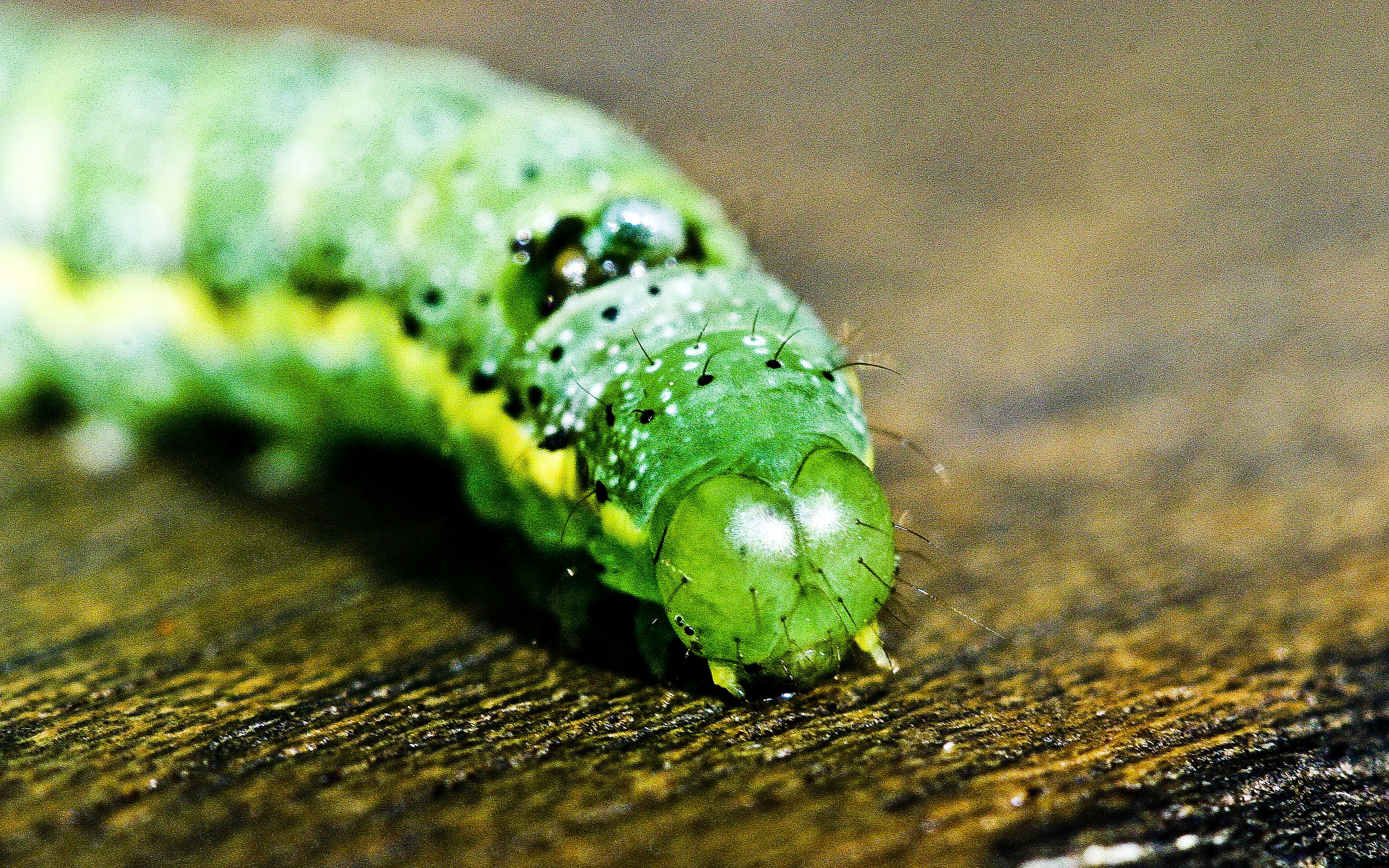 Green Caterpillar гусеница. Зеленая гусеница бабочка капустница. Зелёная гусенца бабочки капустницы. Зеленая гусеница древоточец.