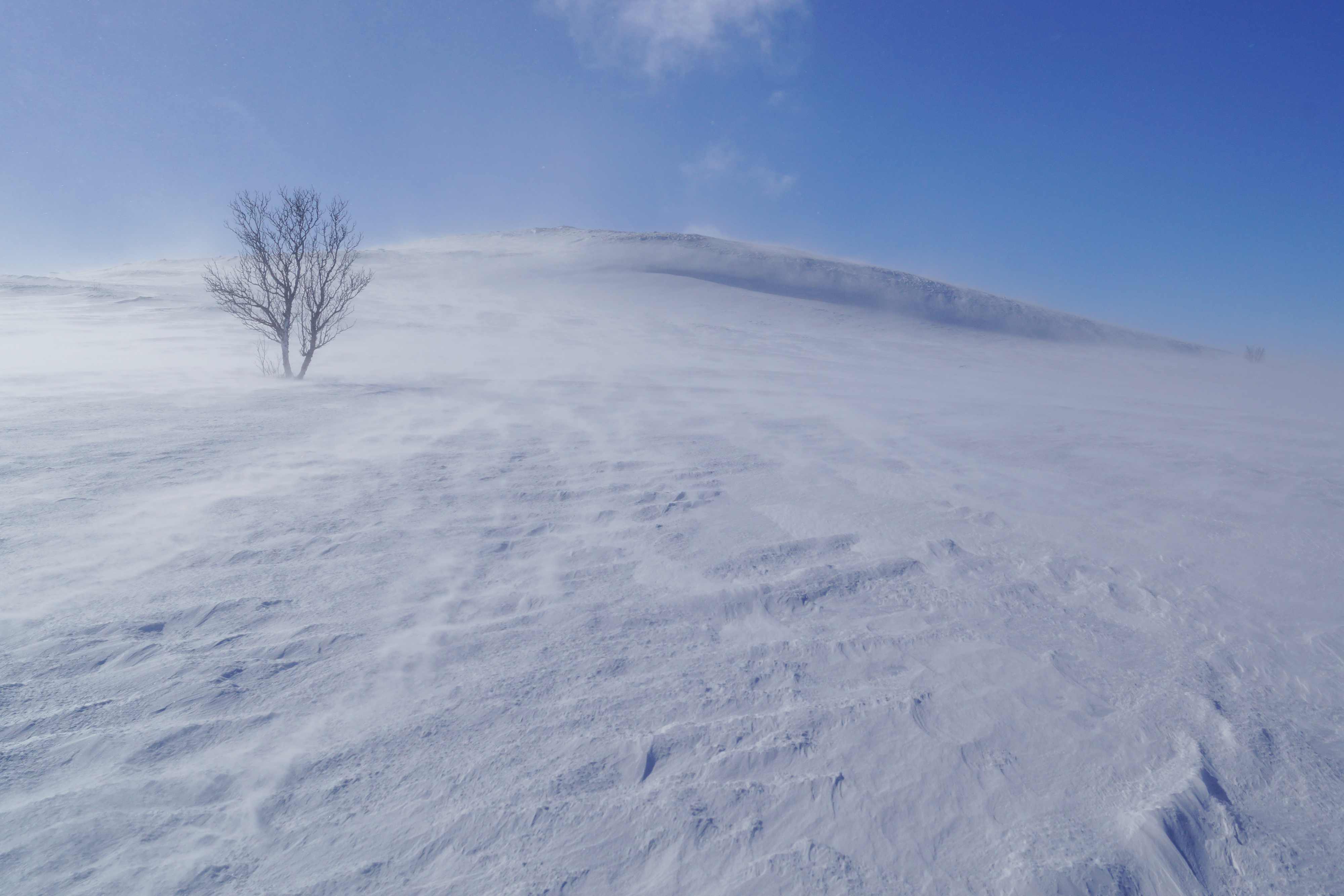 Скачать картинку Дерево, Туман, Ветер, Природа, Снег в телефон бесплатно.