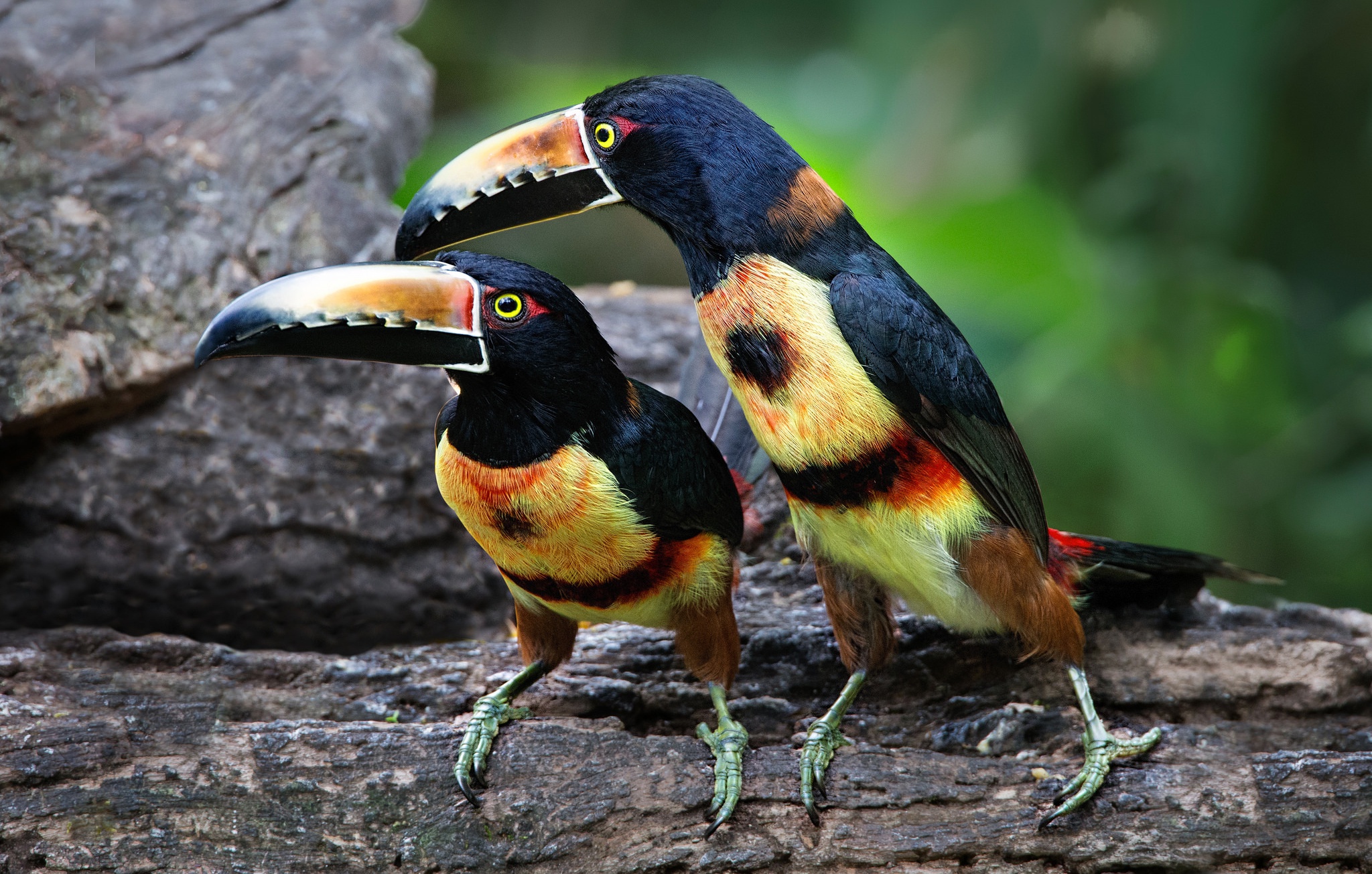 Download mobile wallpaper Birds, Bird, Beak, Animal, Toucan for free.