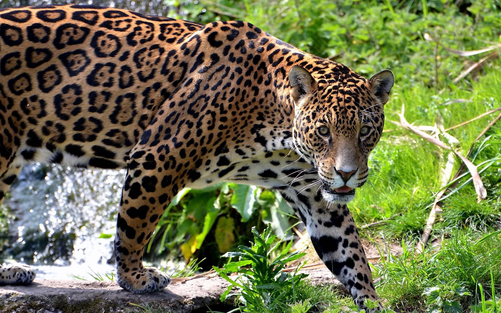 147283 Hintergrundbild herunterladen tiere, grass, jaguar, steigen, raubtier, predator, große katze, big cat, klettern - Bildschirmschoner und Bilder kostenlos