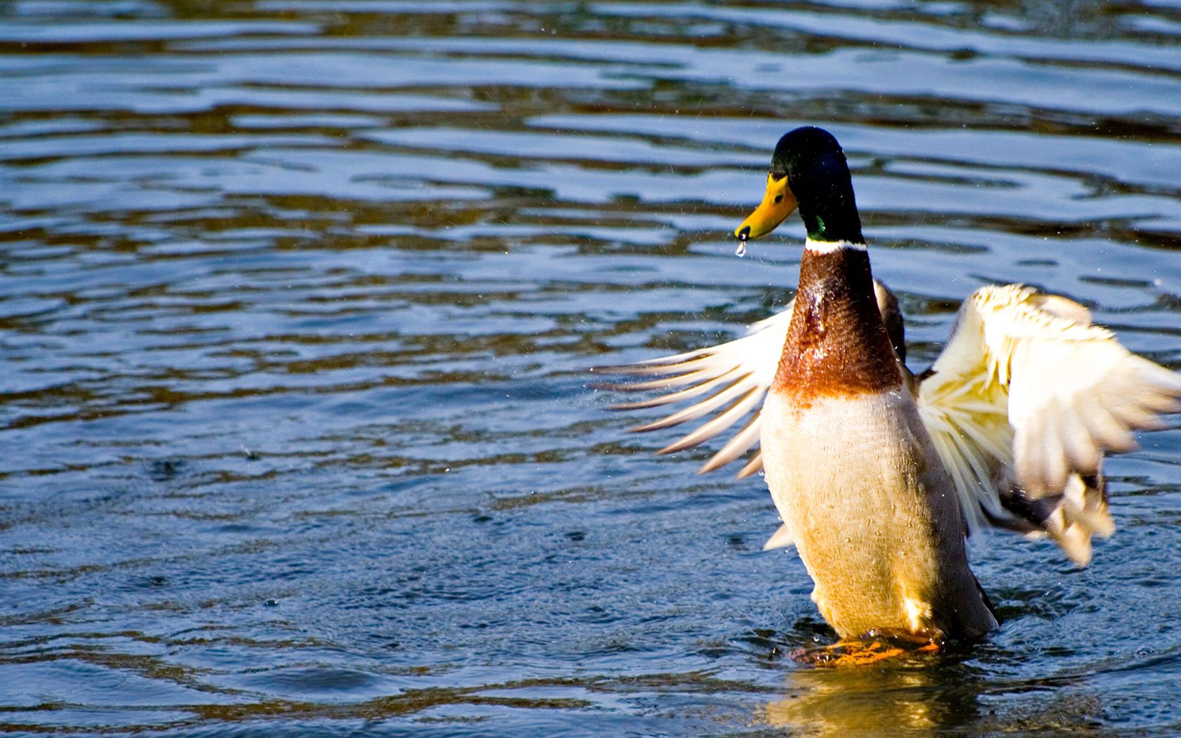 Download mobile wallpaper Animals, Sweep, Water, Wings, Wave, Duck for free.