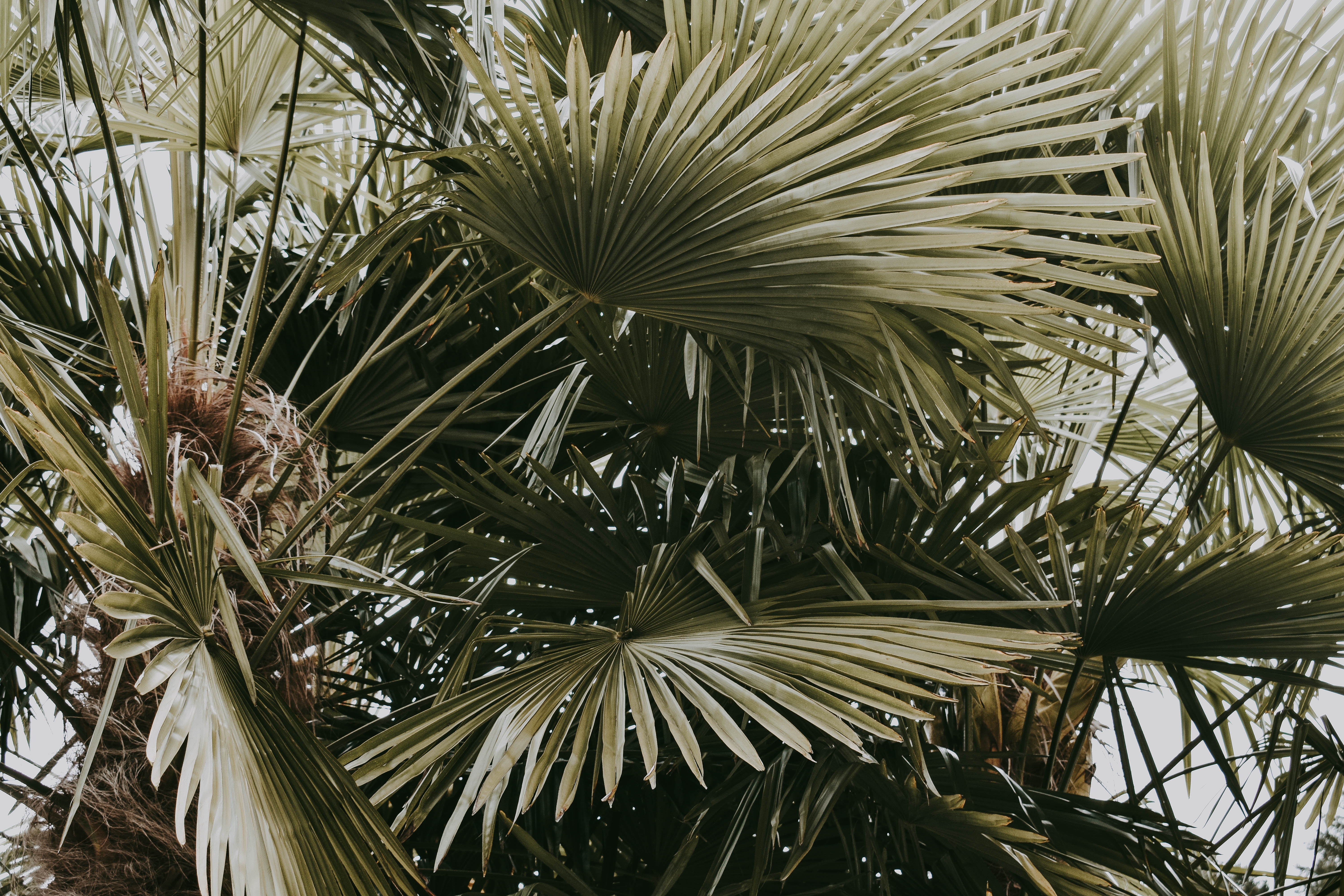Пальма растение