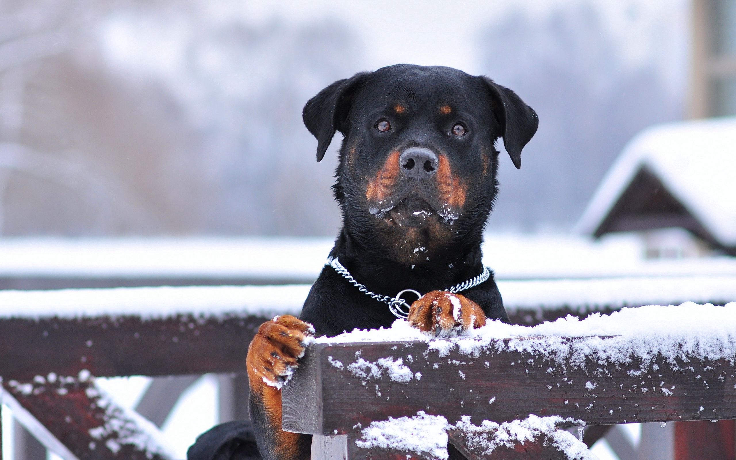 Windows Backgrounds dog, animals, snow, sight, opinion, collar, rottweiler