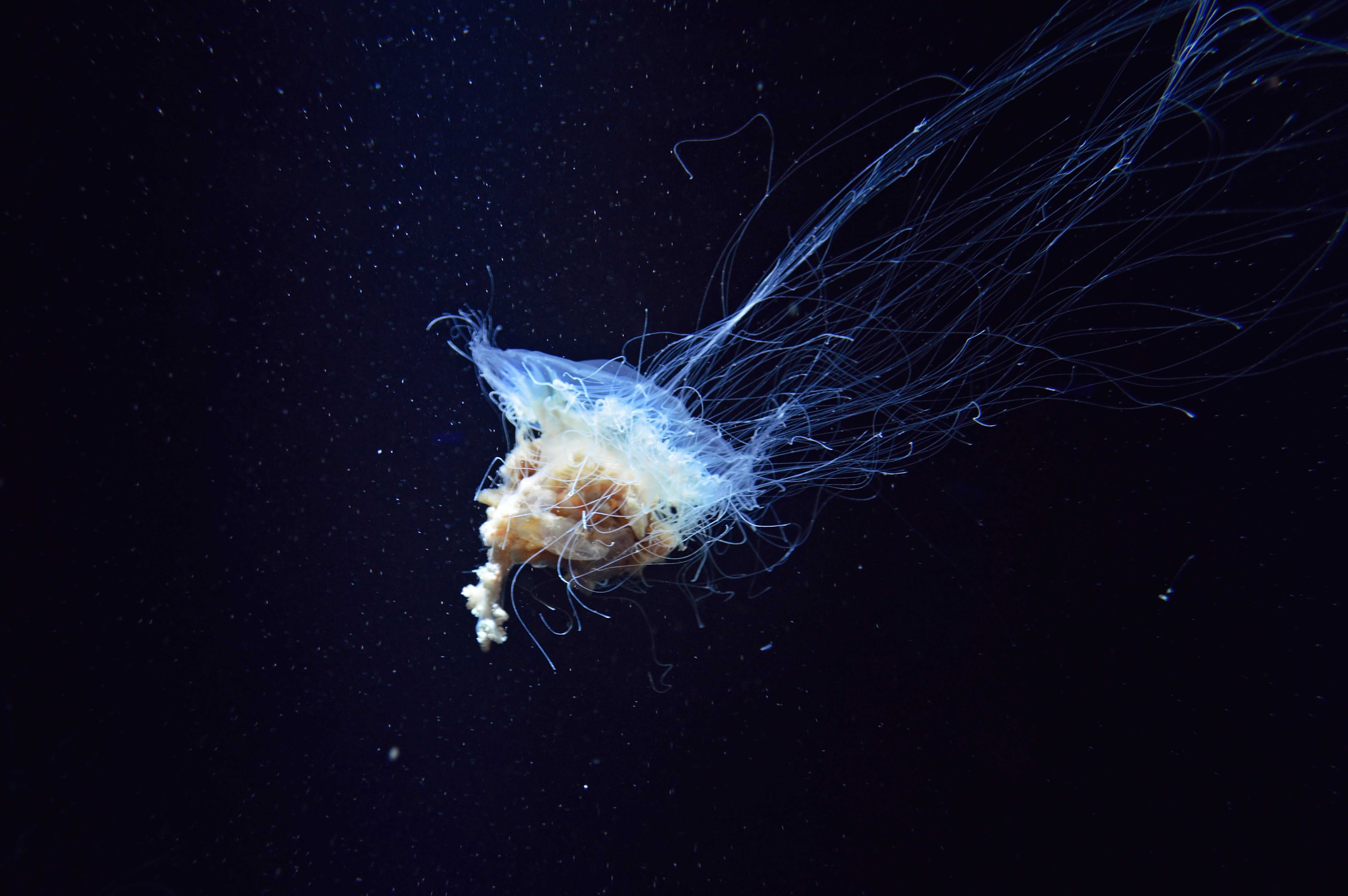 nature, jellyfish, underwater world, tentacles phone wallpaper