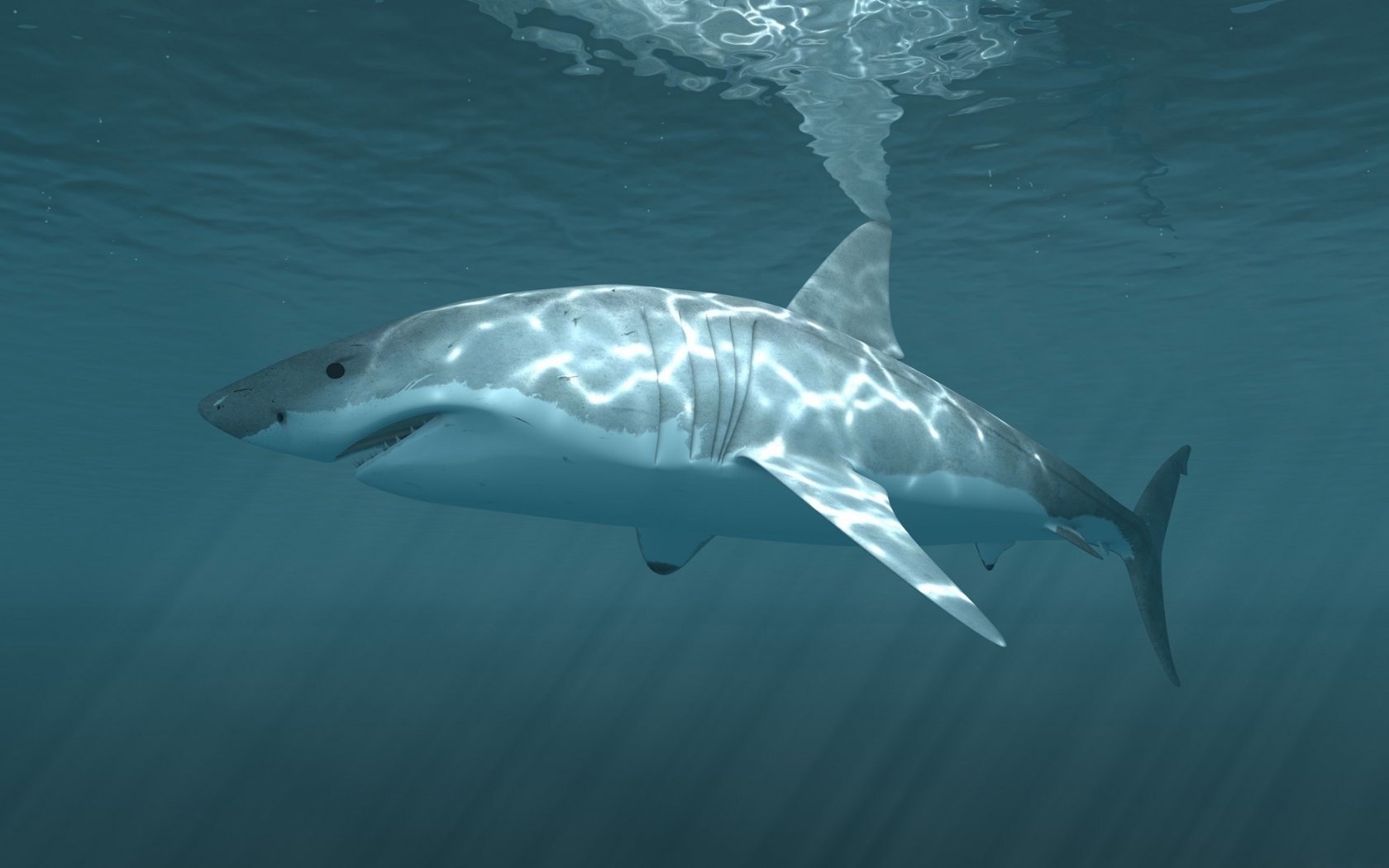 無料モバイル壁紙動物, サメをダウンロードします。