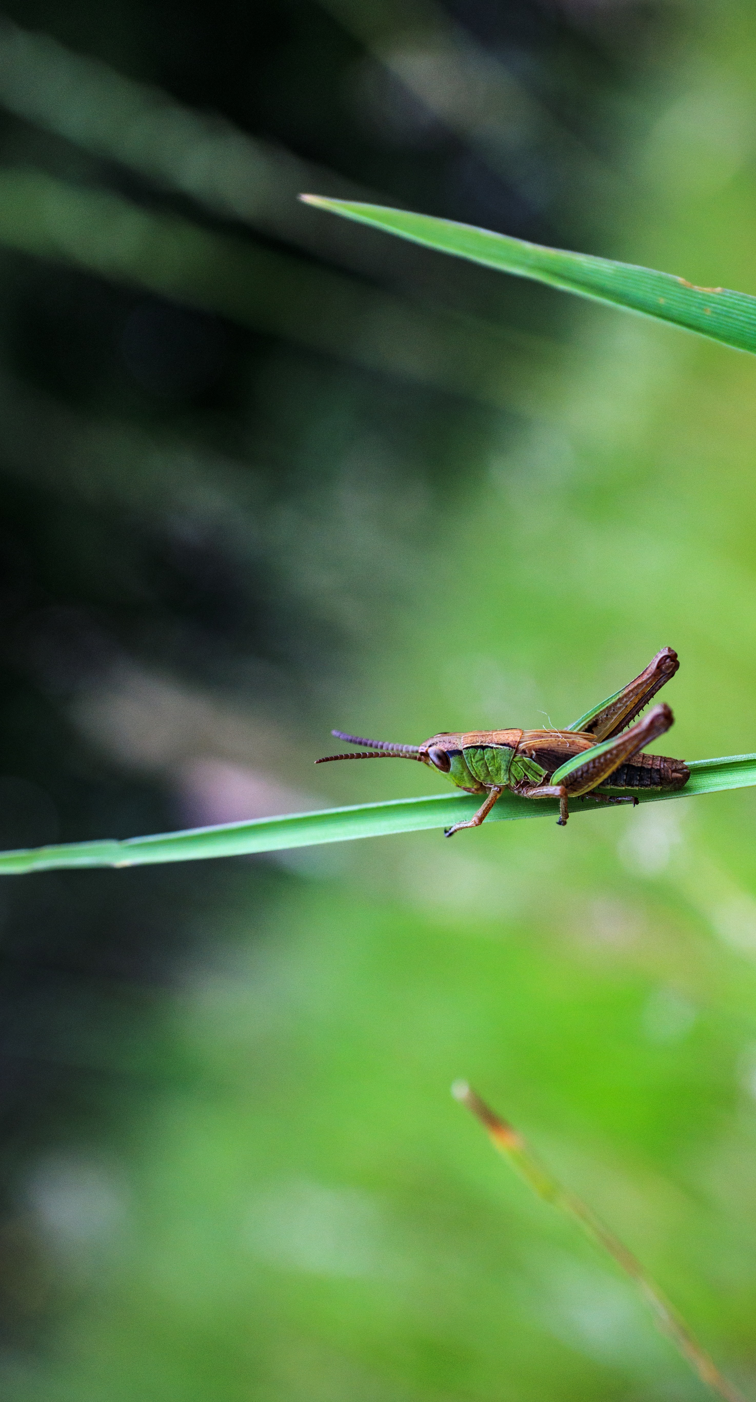 4k Grasshopper Photos