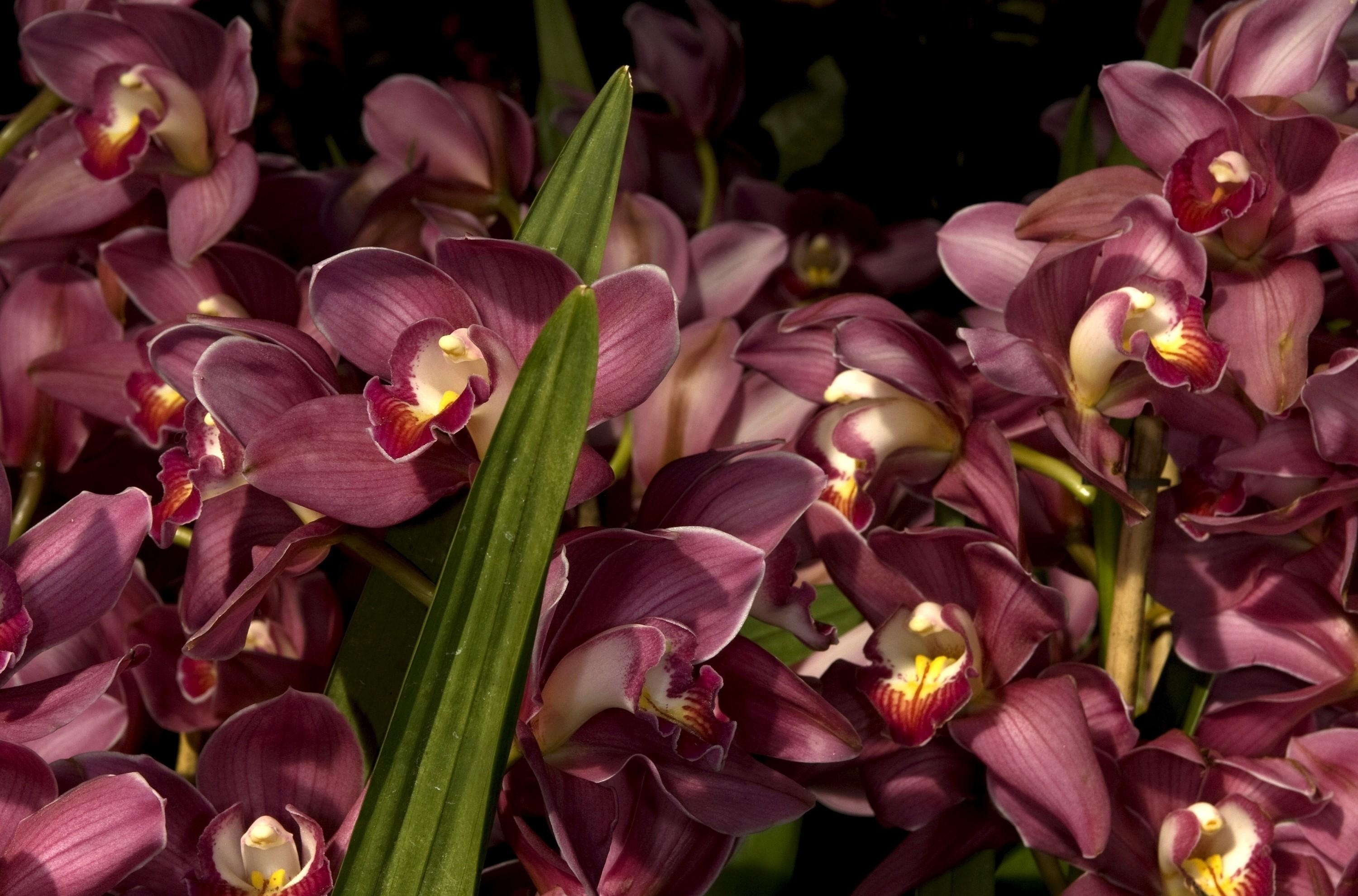 152026 descargar imagen flores, hojas, de cerca, primer plano, lote, mucho, orquídeas: fondos de pantalla y protectores de pantalla gratis