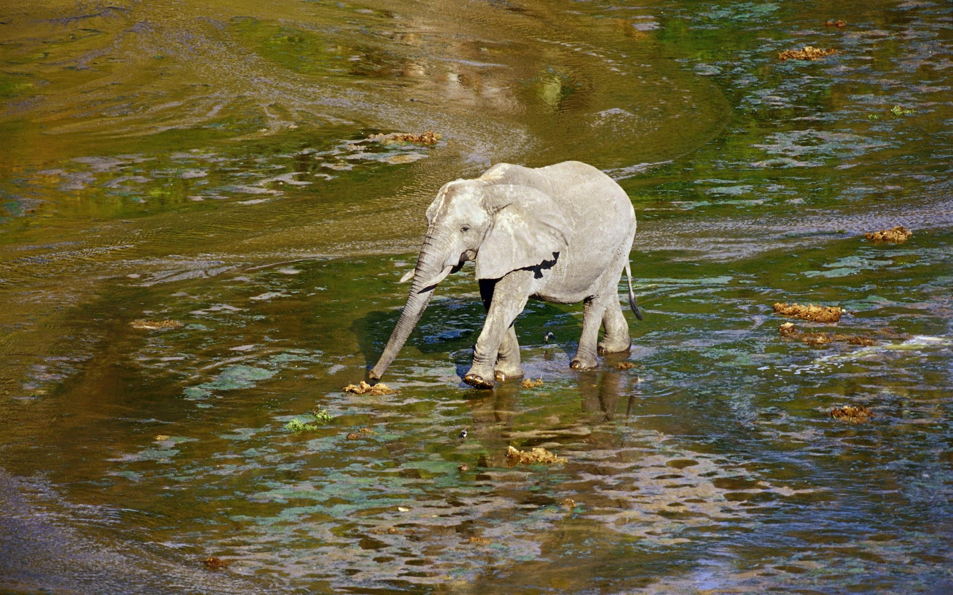 Слоненок пьет воду
