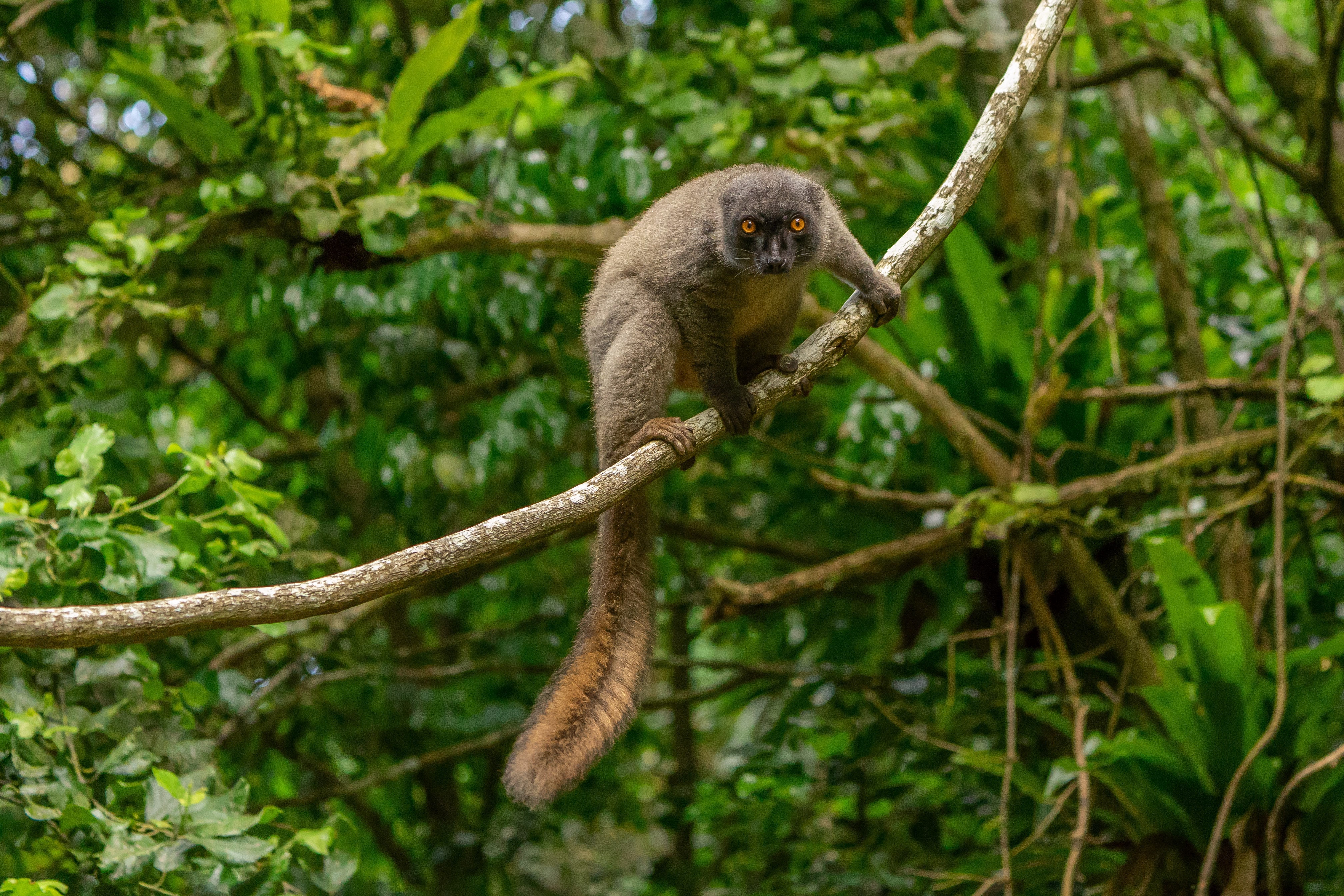 Download mobile wallpaper Sight, Opinion, Lemur, Animals, Branch, Animal, Wildlife for free.
