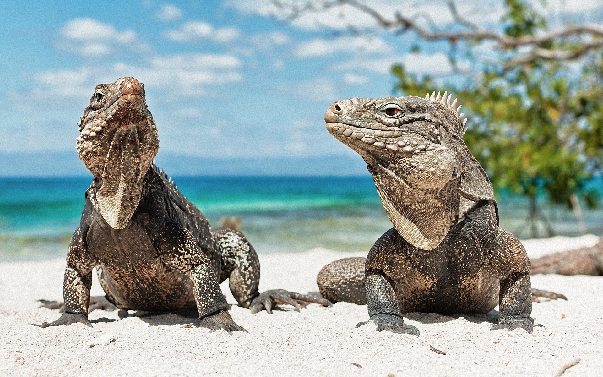 261384 descargar imagen iguana, animales, reptiles: fondos de pantalla y protectores de pantalla gratis